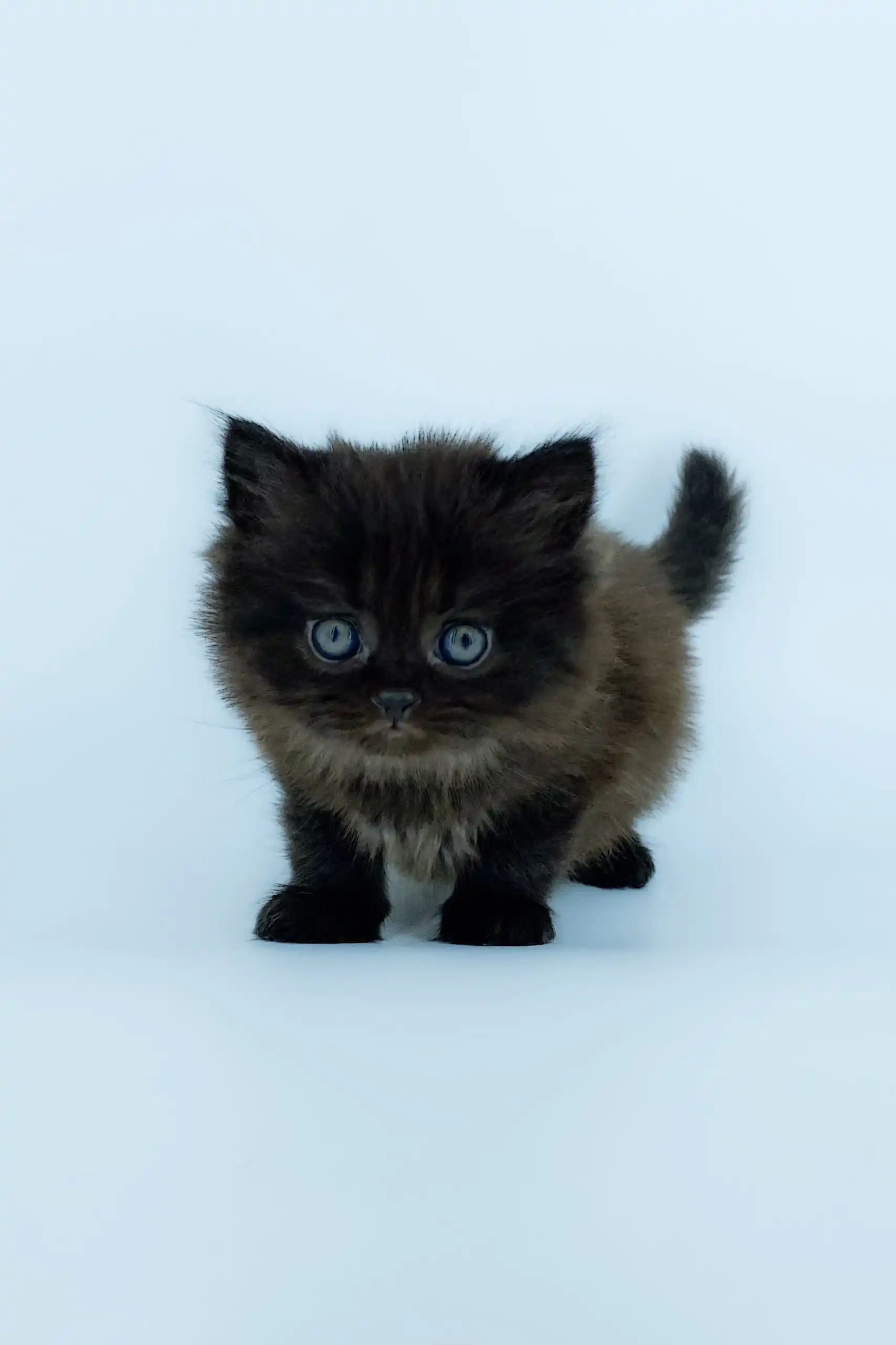 Yosha | Scottish Straight Longhair Kitten - Image 5