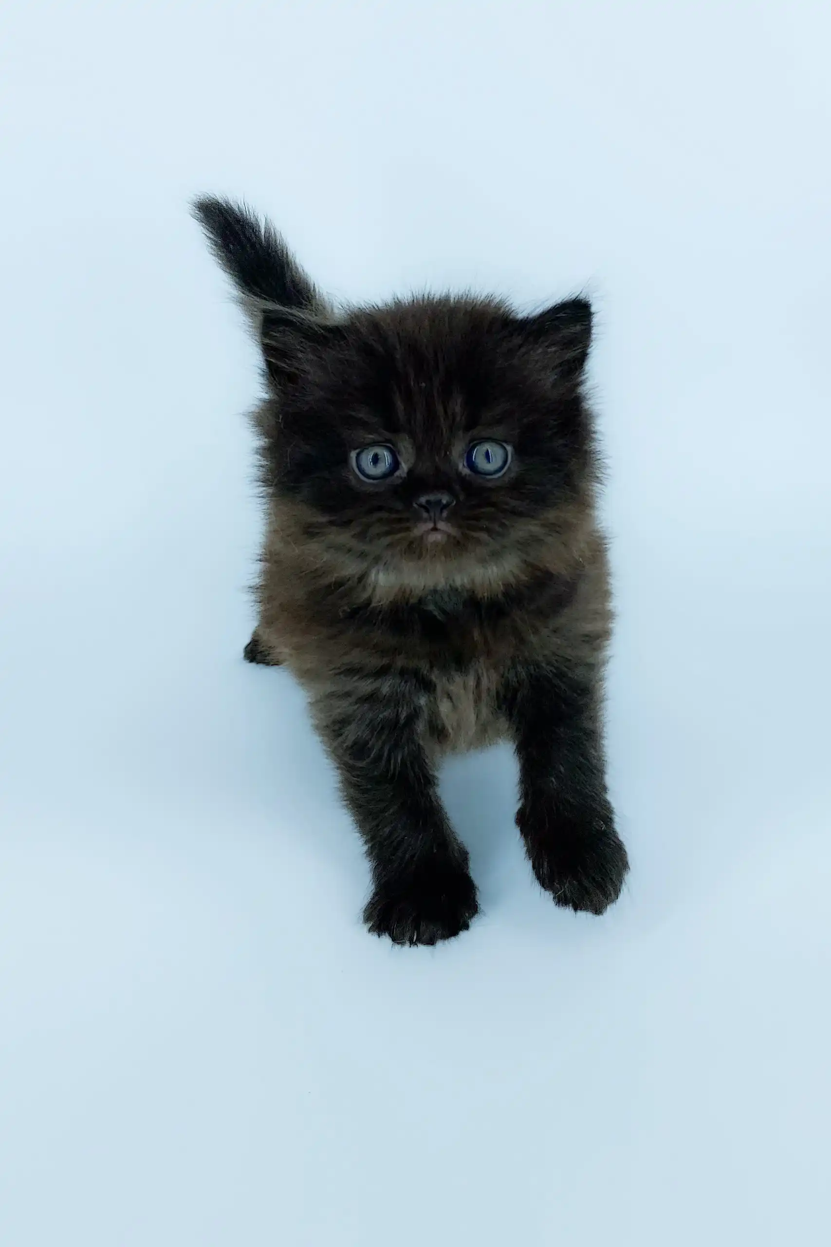 Yosha | Scottish Straight Longhair Kitten - Image 6
