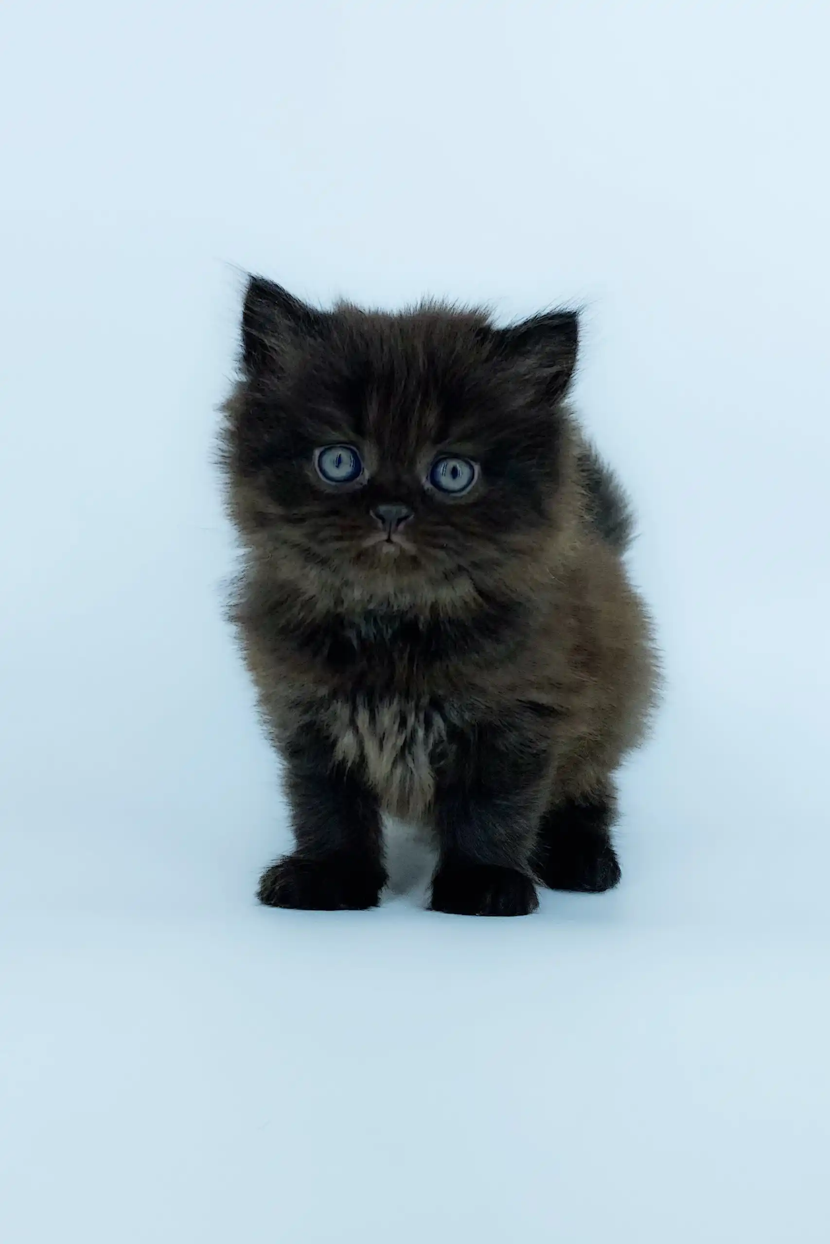 Yosha | Scottish Straight Longhair Kitten - Image 8