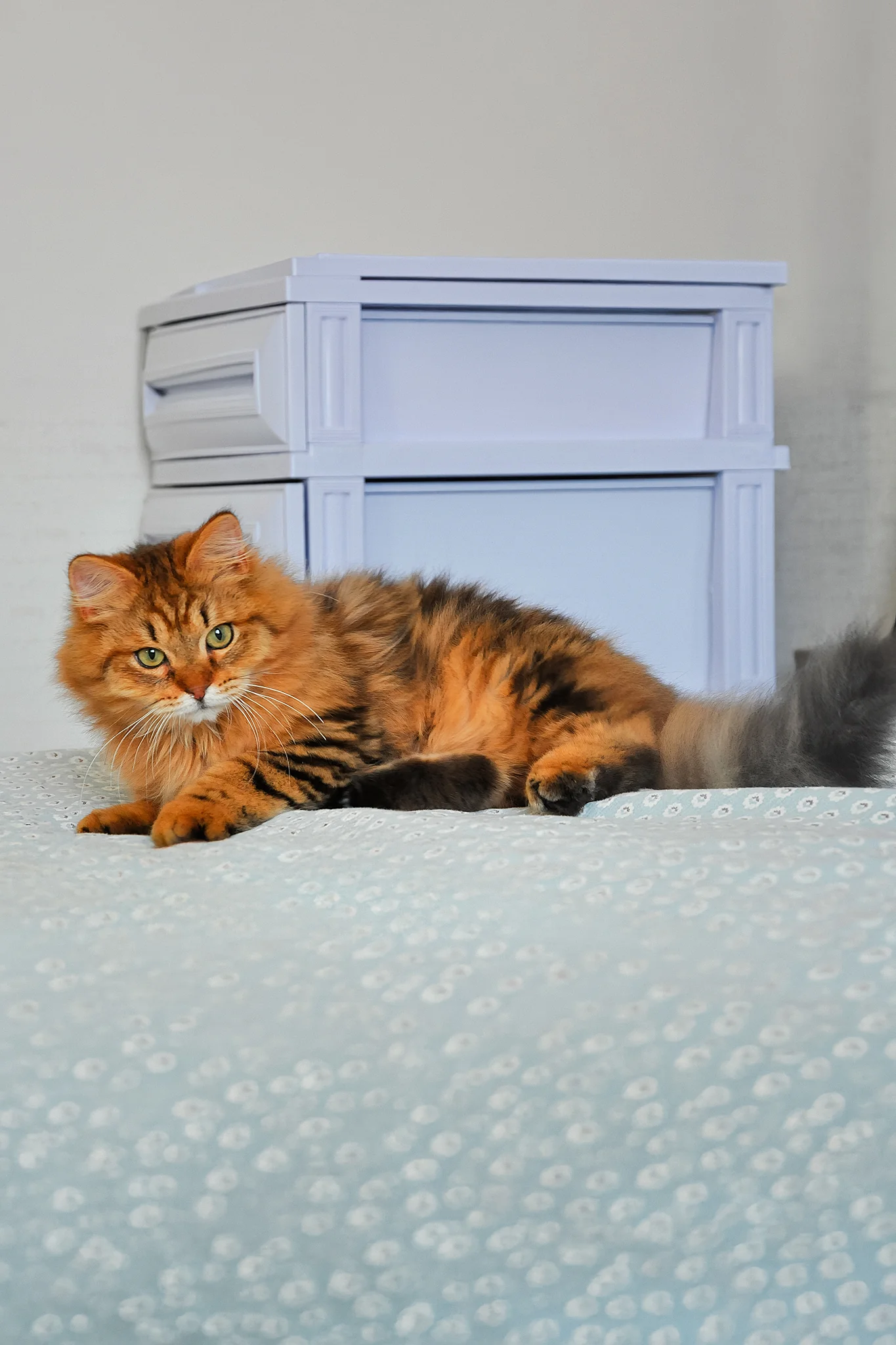 Archi | Siberian Kitten - Image 5