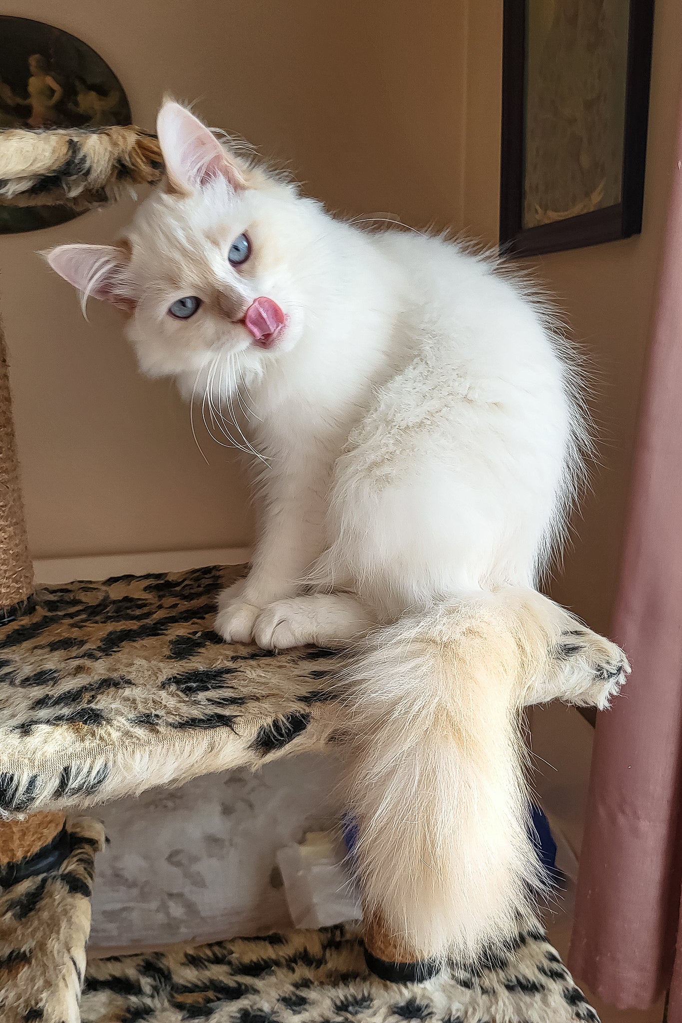 Batik | Siberian Kitten - Image 2
