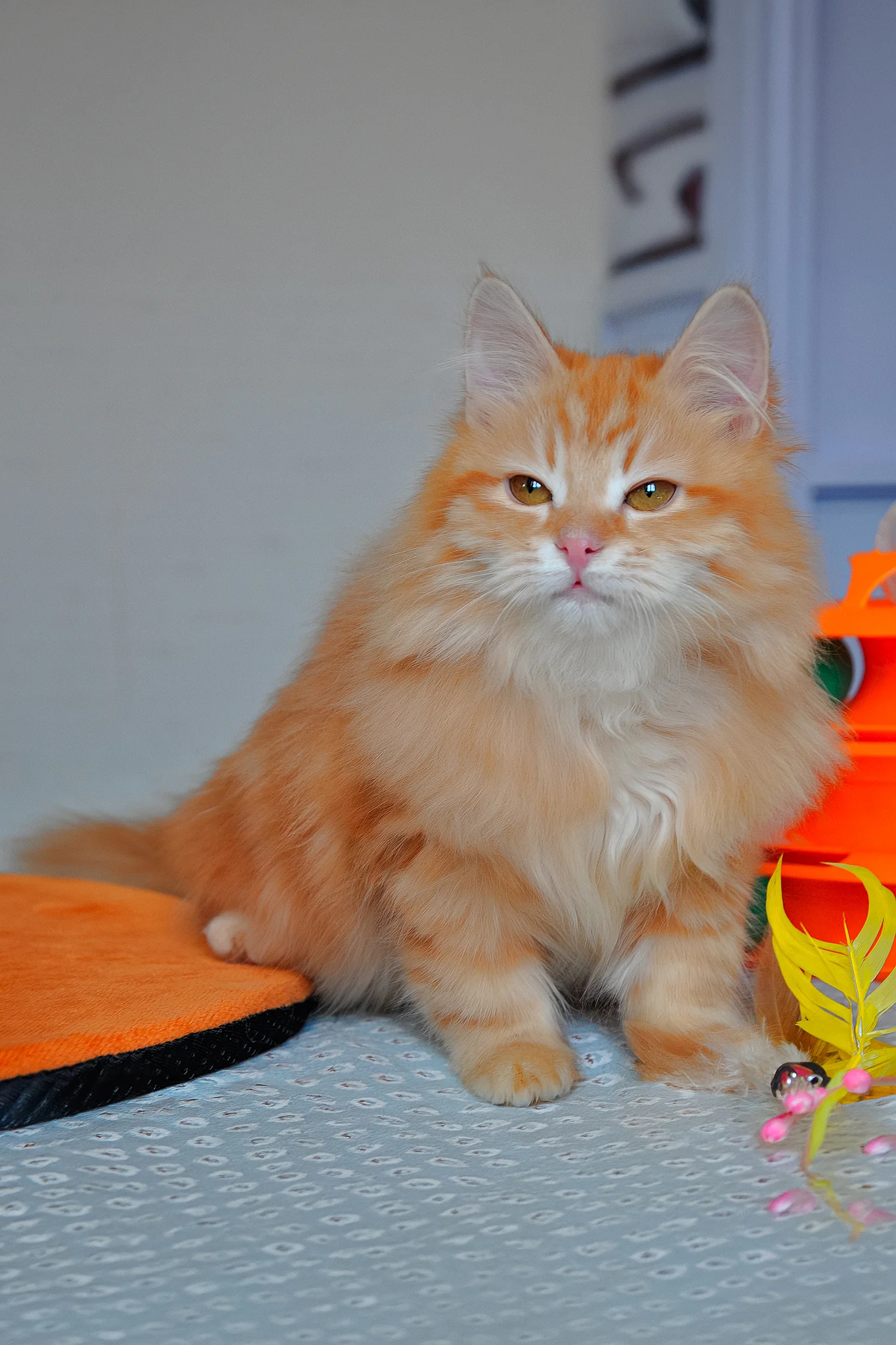 Bruno | Siberian Kitten - Image 6