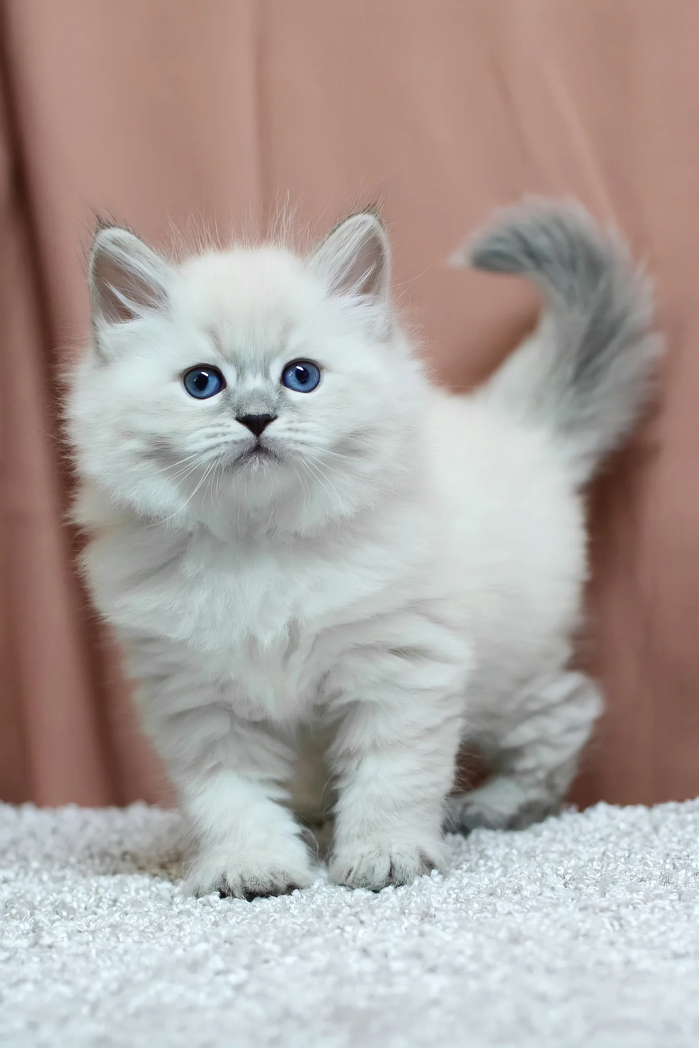 Centaur | Siberian Kitten - Image 3