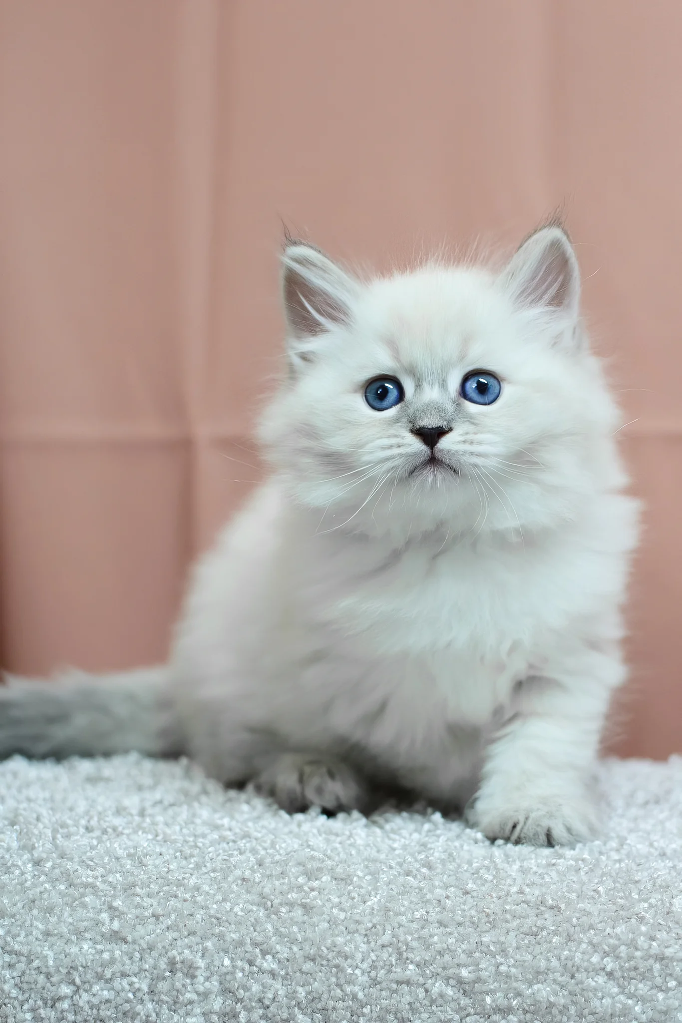 Centaur | Siberian Kitten - Image 4