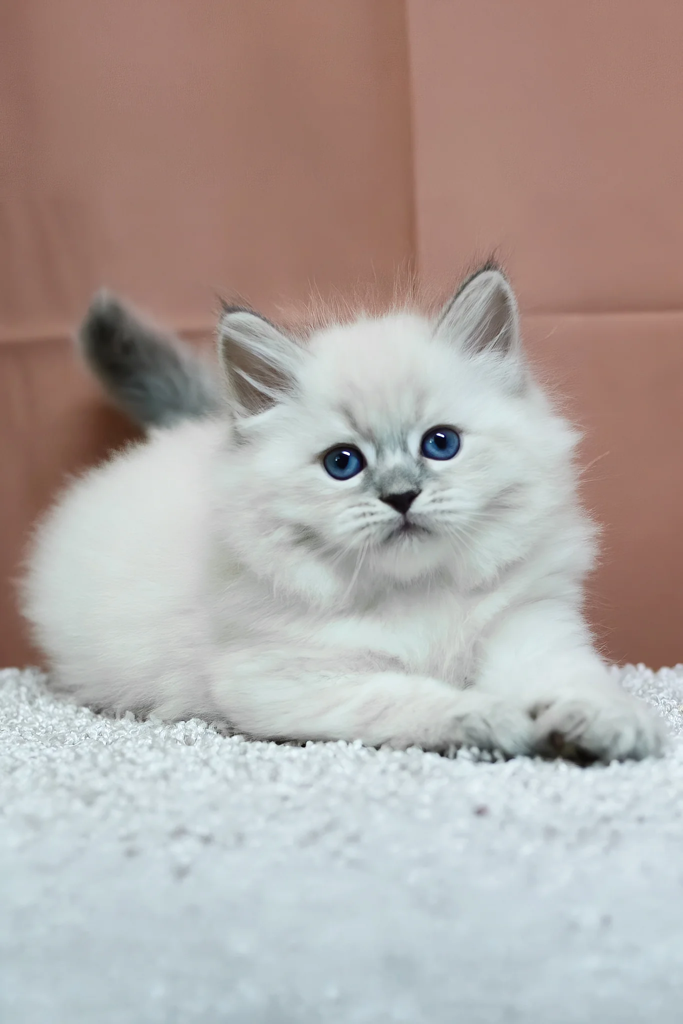 Centaur | Siberian Kitten - Image 5