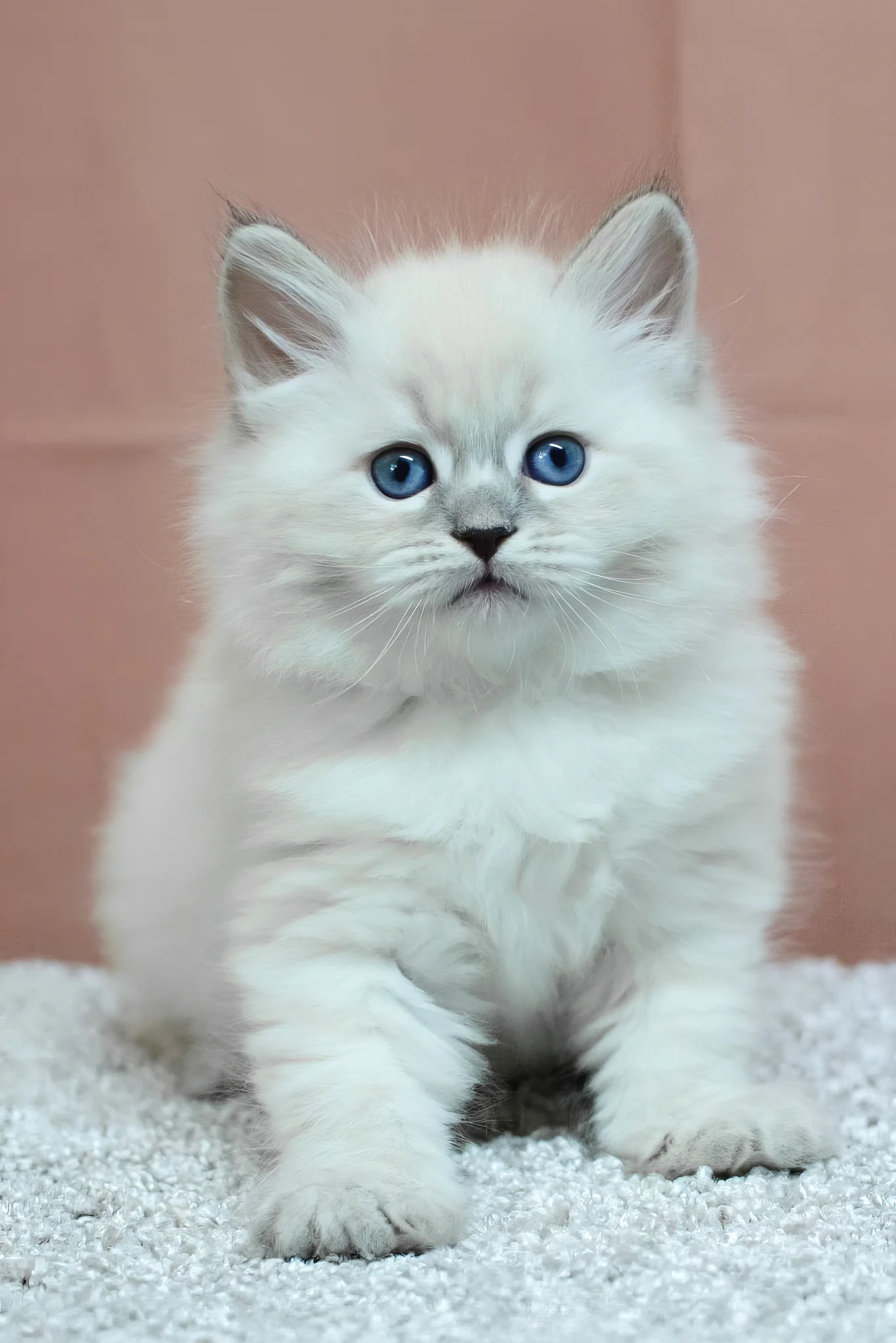 Centaur | Siberian Kitten - Image 7
