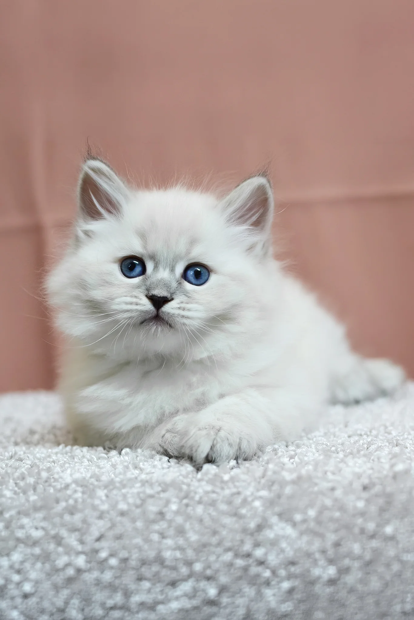 Centaur | Siberian Kitten - Image 8