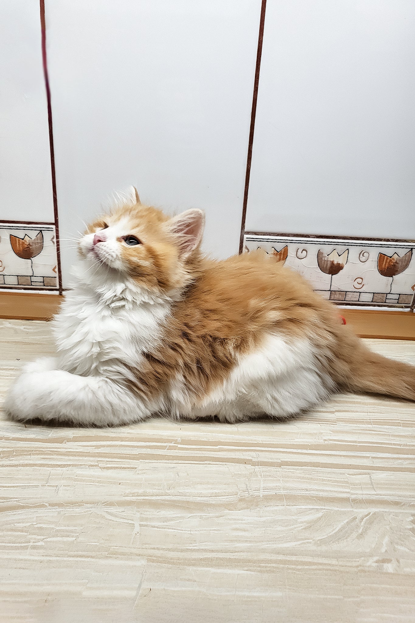 Daphnis | Siberian Kitten - Image 3