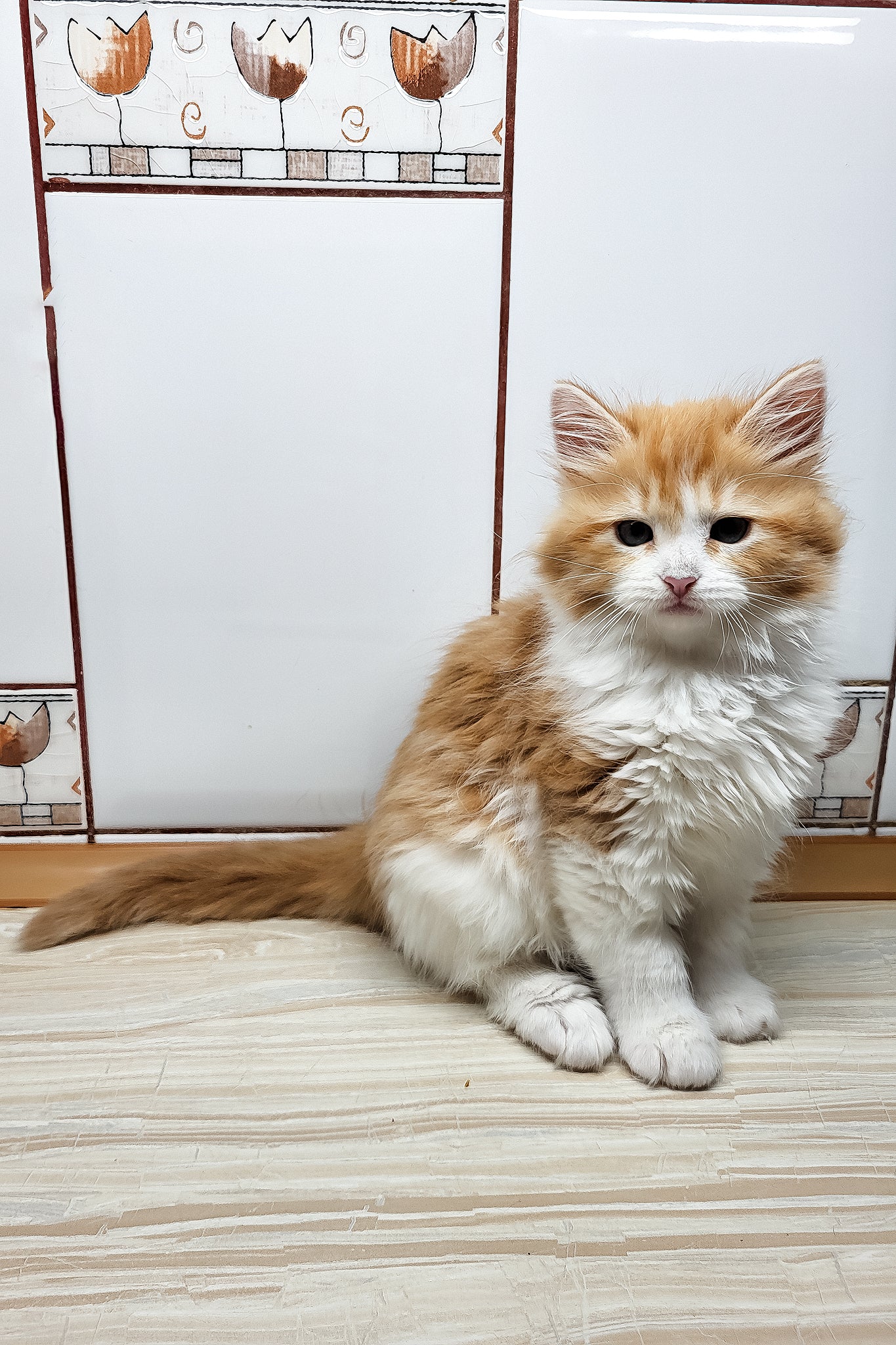 Daphnis | Siberian Kitten - Image 5