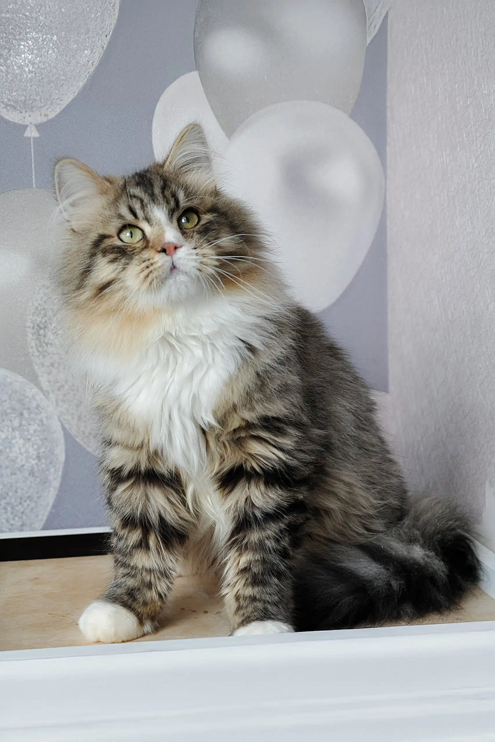 Finic | Siberian Kitten - Image 2