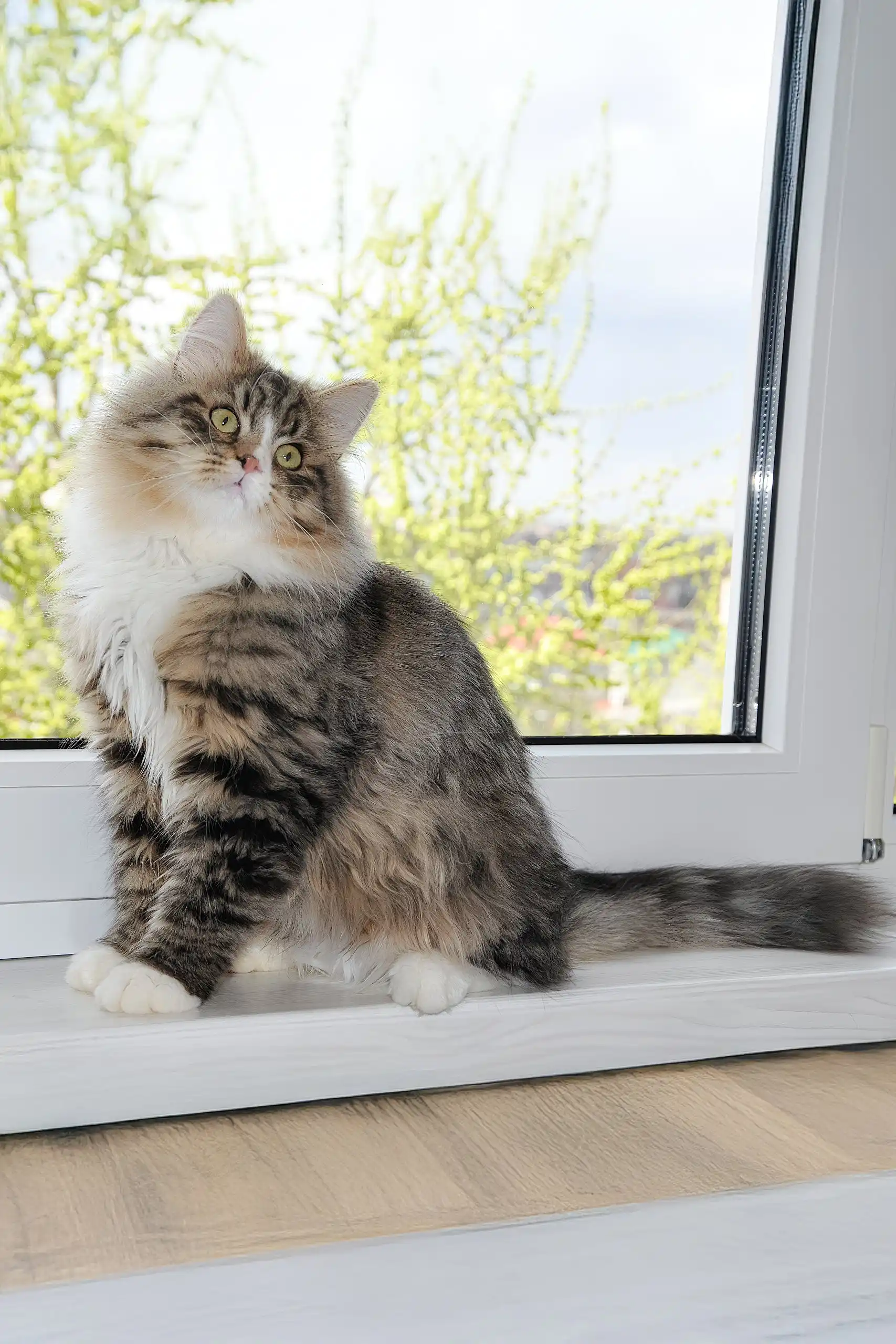 Finic | Siberian Kitten - Image 8