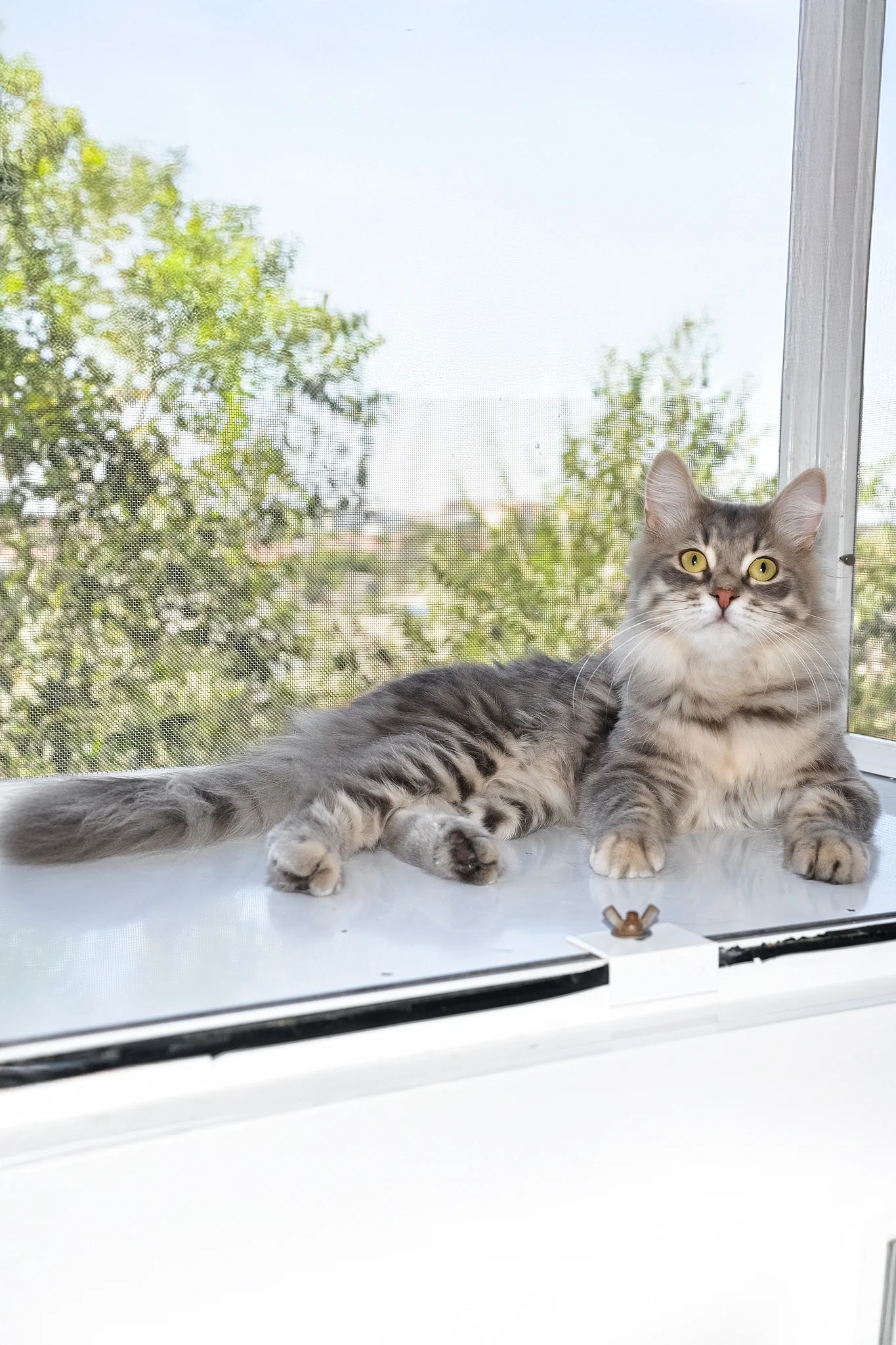 Harli | Siberian Kitten - Image 6