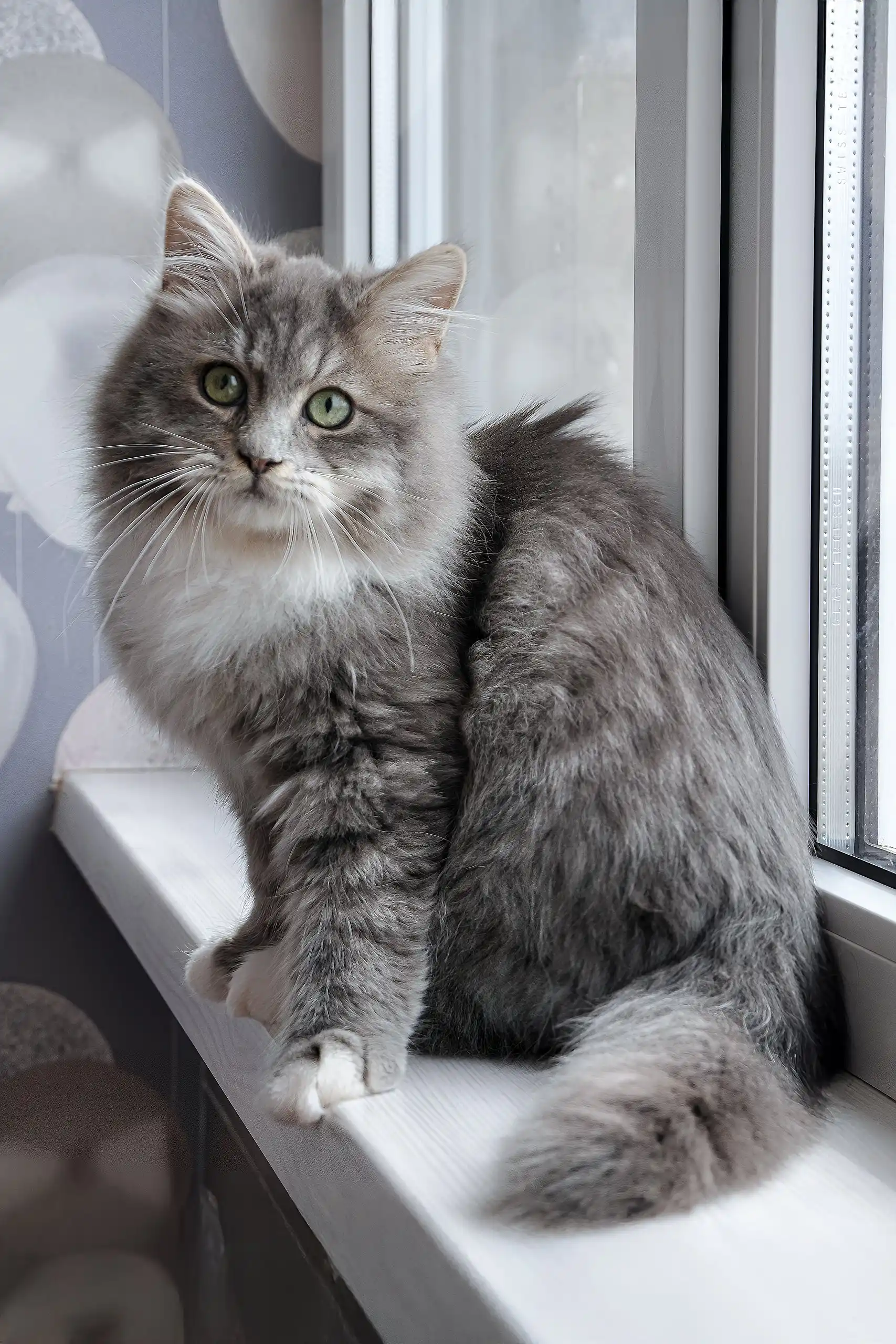 Hovard | Siberian Kitten - Image 4