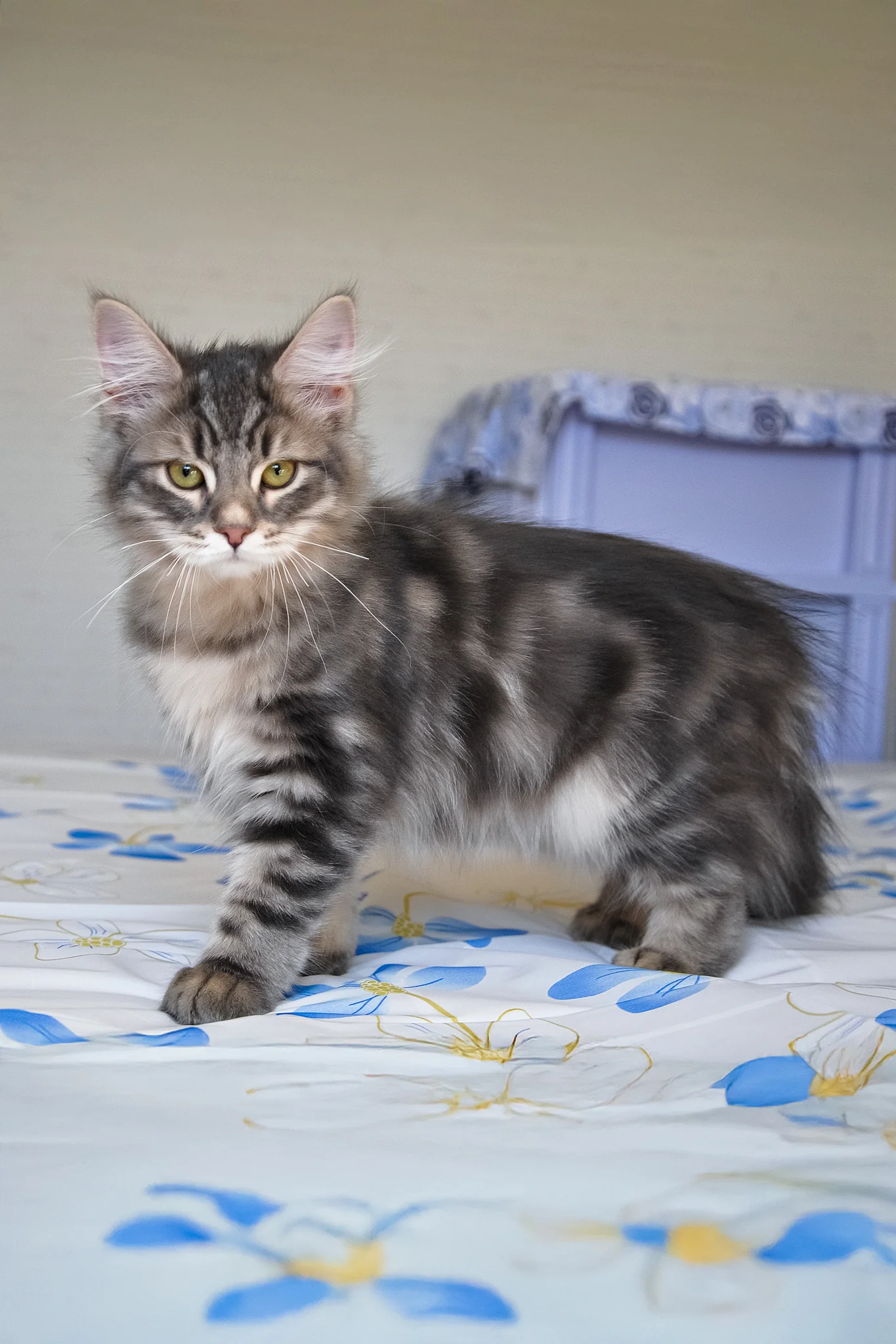 Kasper | Siberian Kitten - Image 8