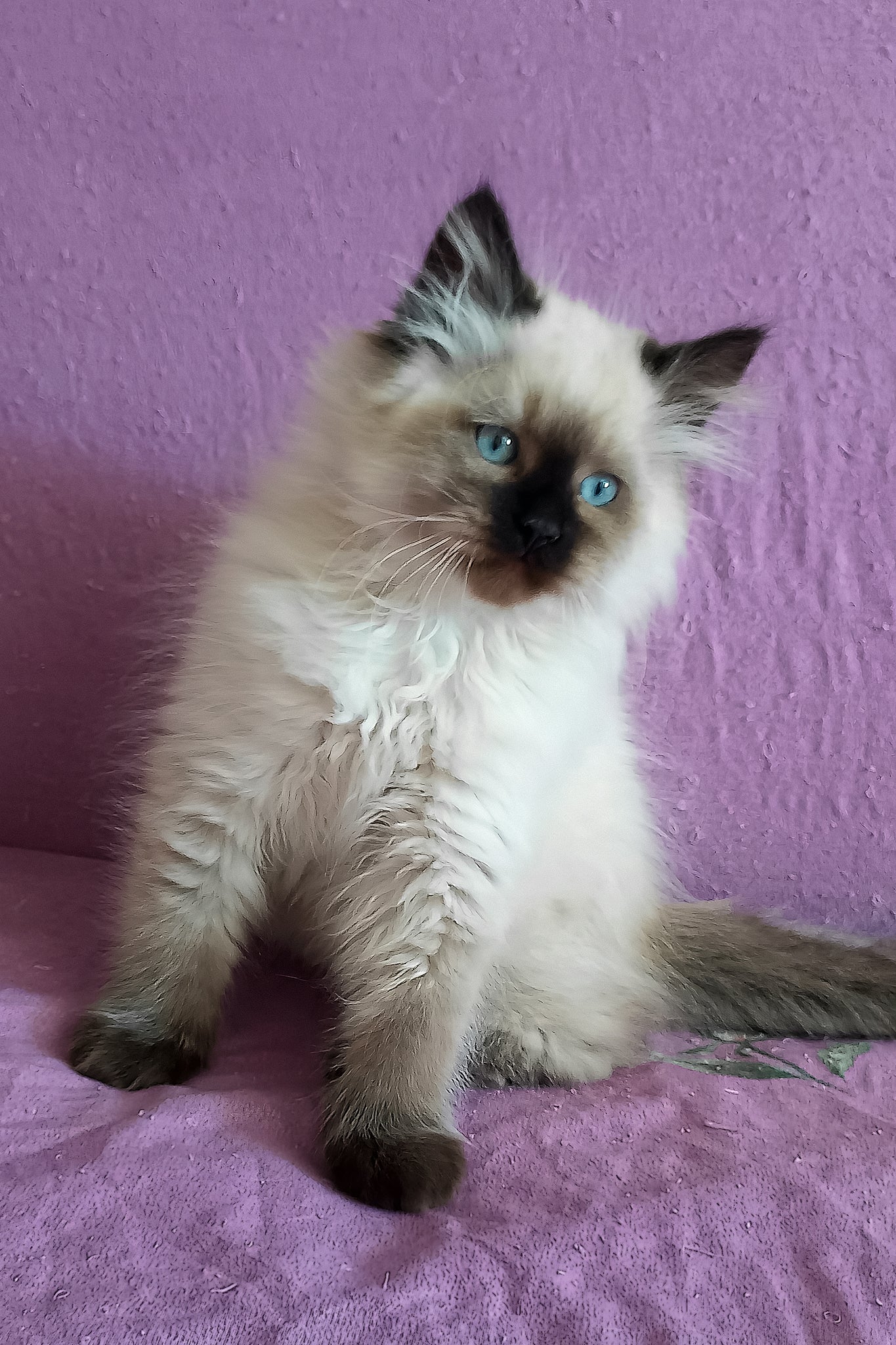 Langeron | Siberian Kitten - Image 4