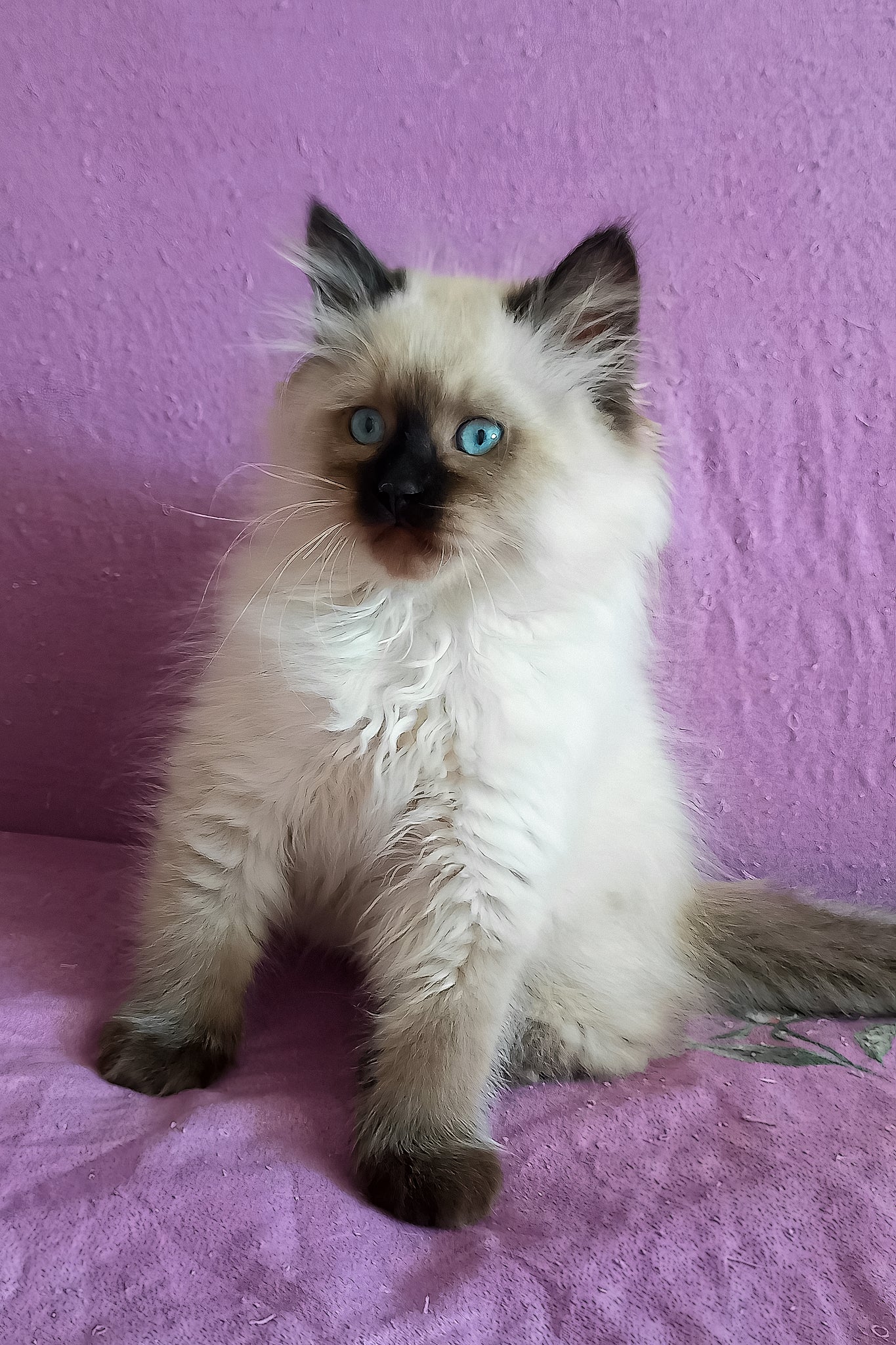 Langeron | Siberian Kitten - Image 5
