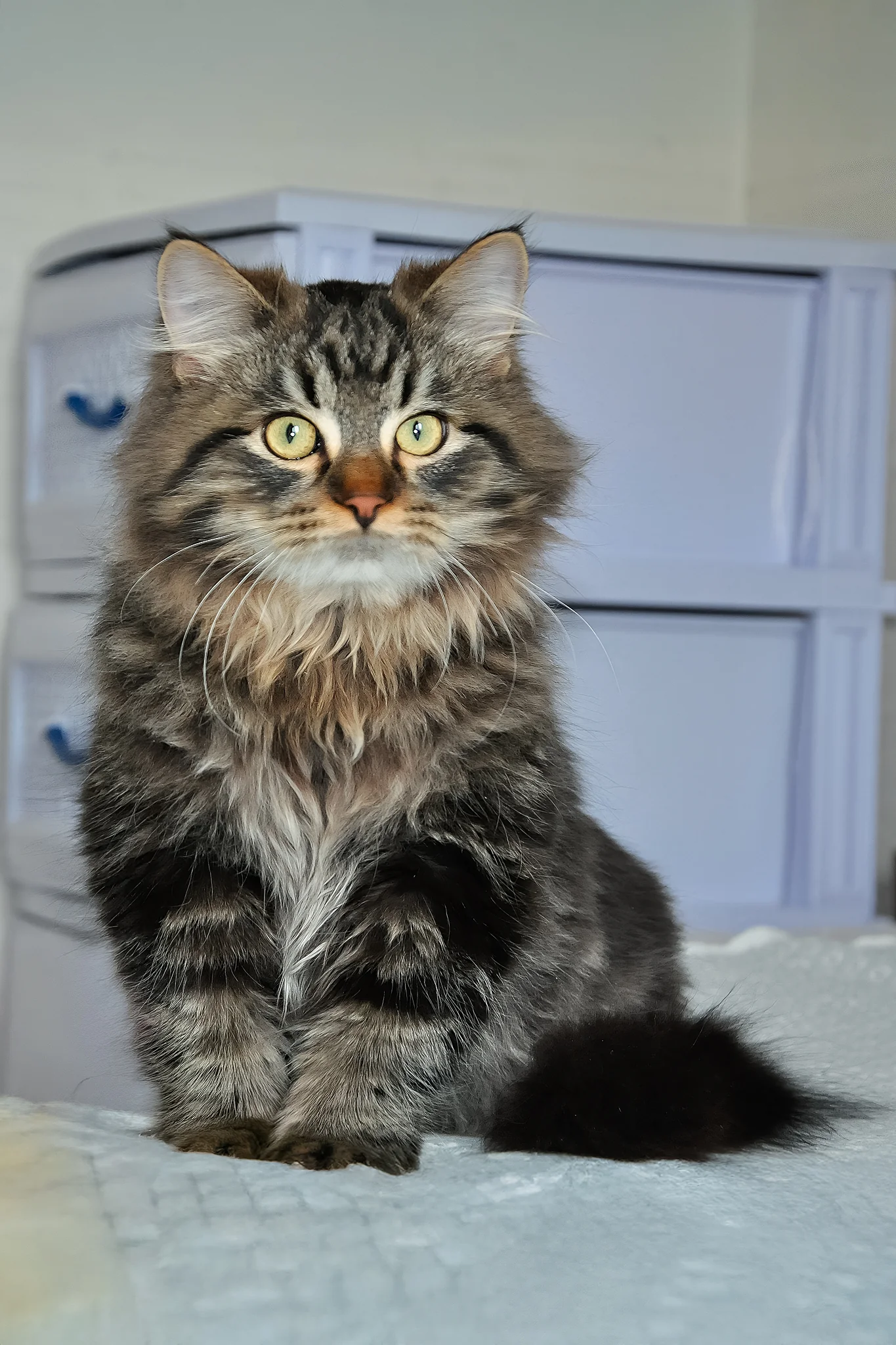 Larion | Siberian Kitten - Image 5