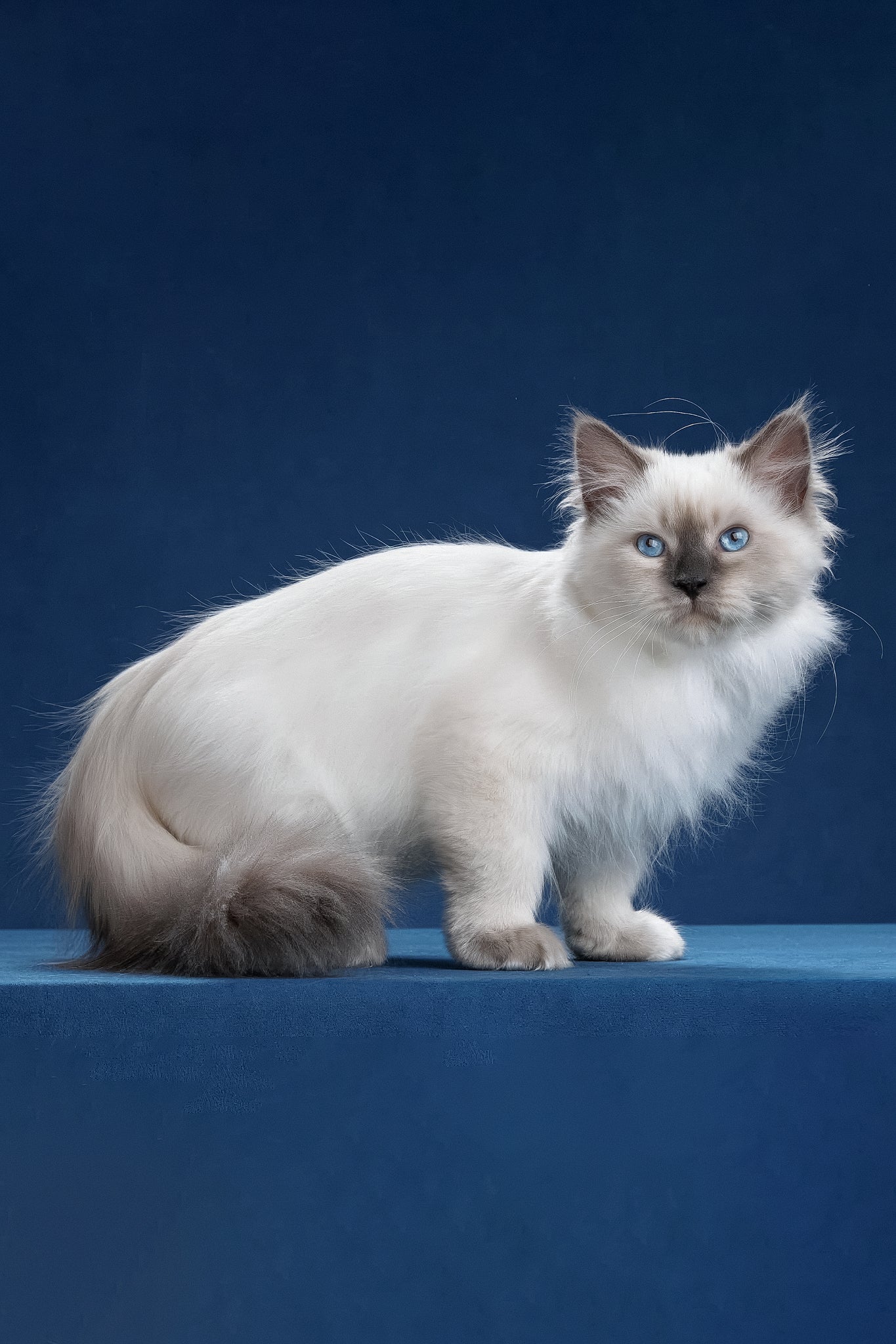 Levushka | Siberian Kitten - Image 3
