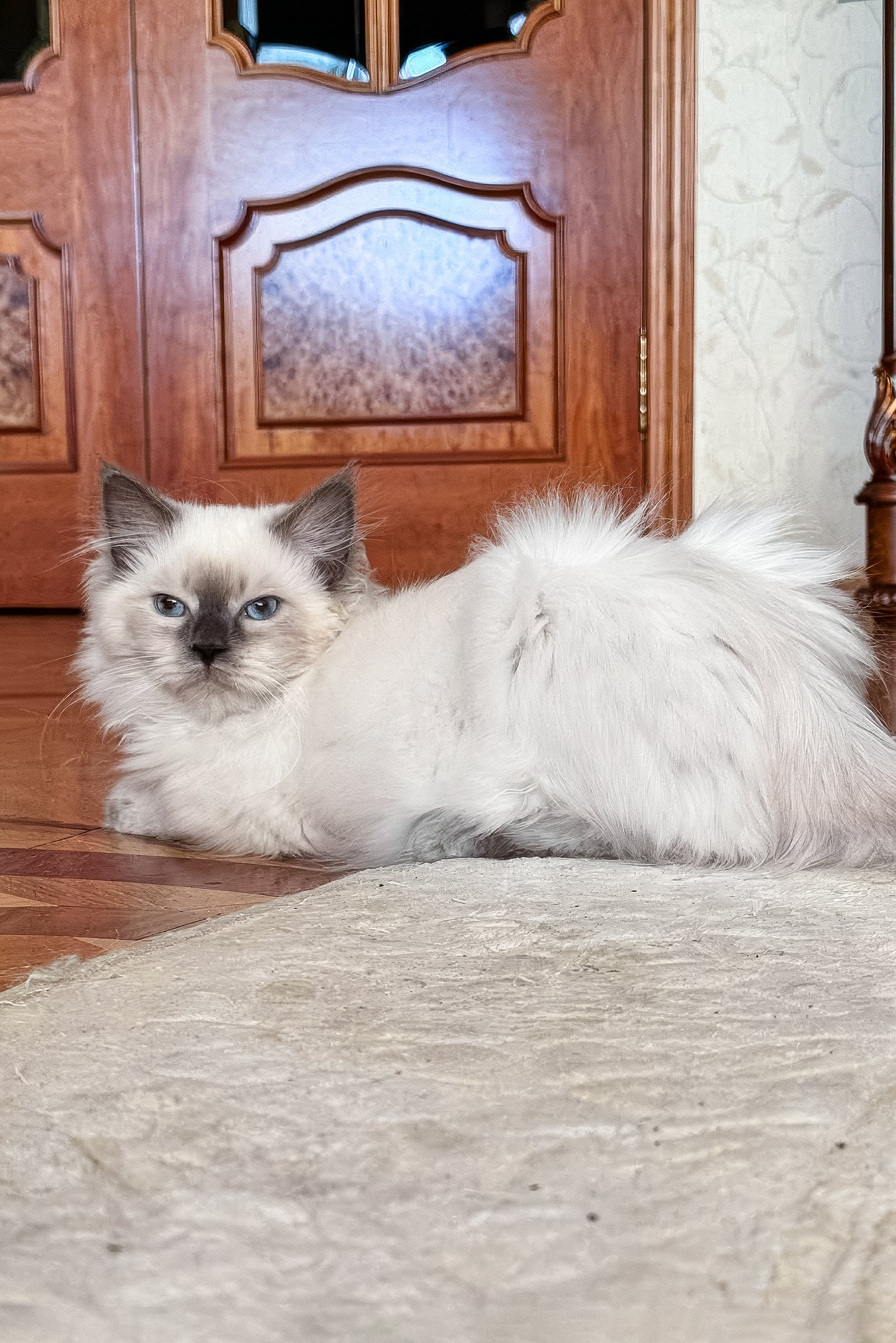 Levushka | Siberian Kitten - Image 4