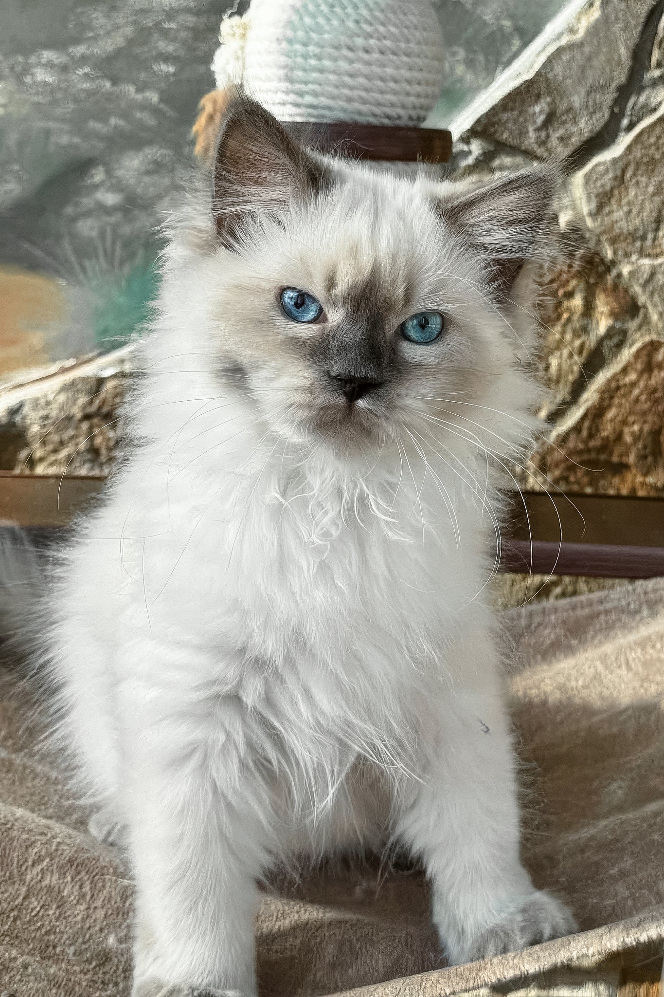 Levushka | Siberian Kitten - Image 5