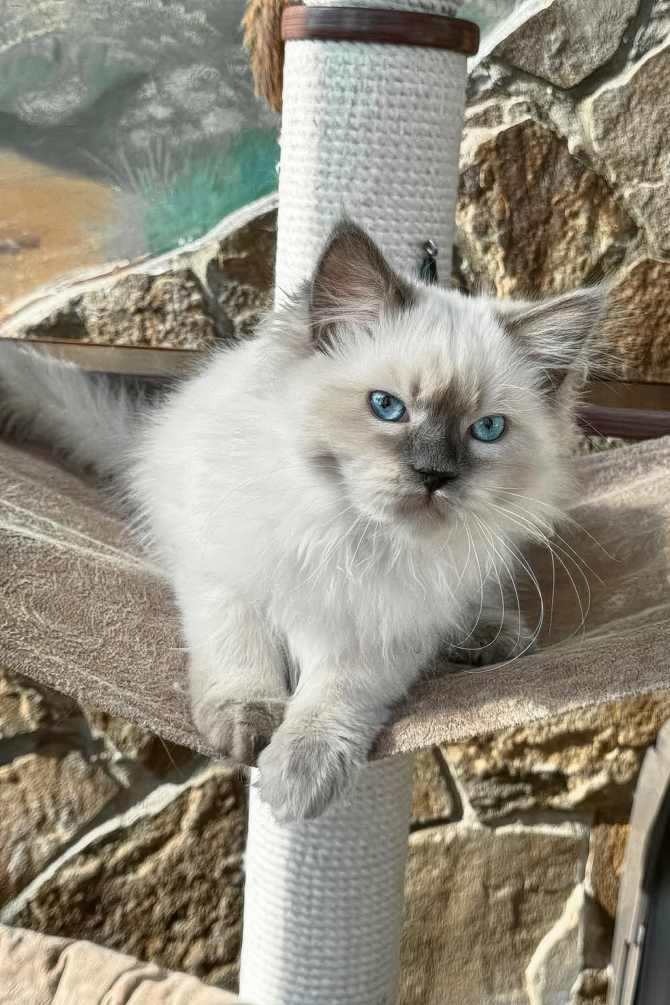 Levushka | Siberian Kitten - Image 6