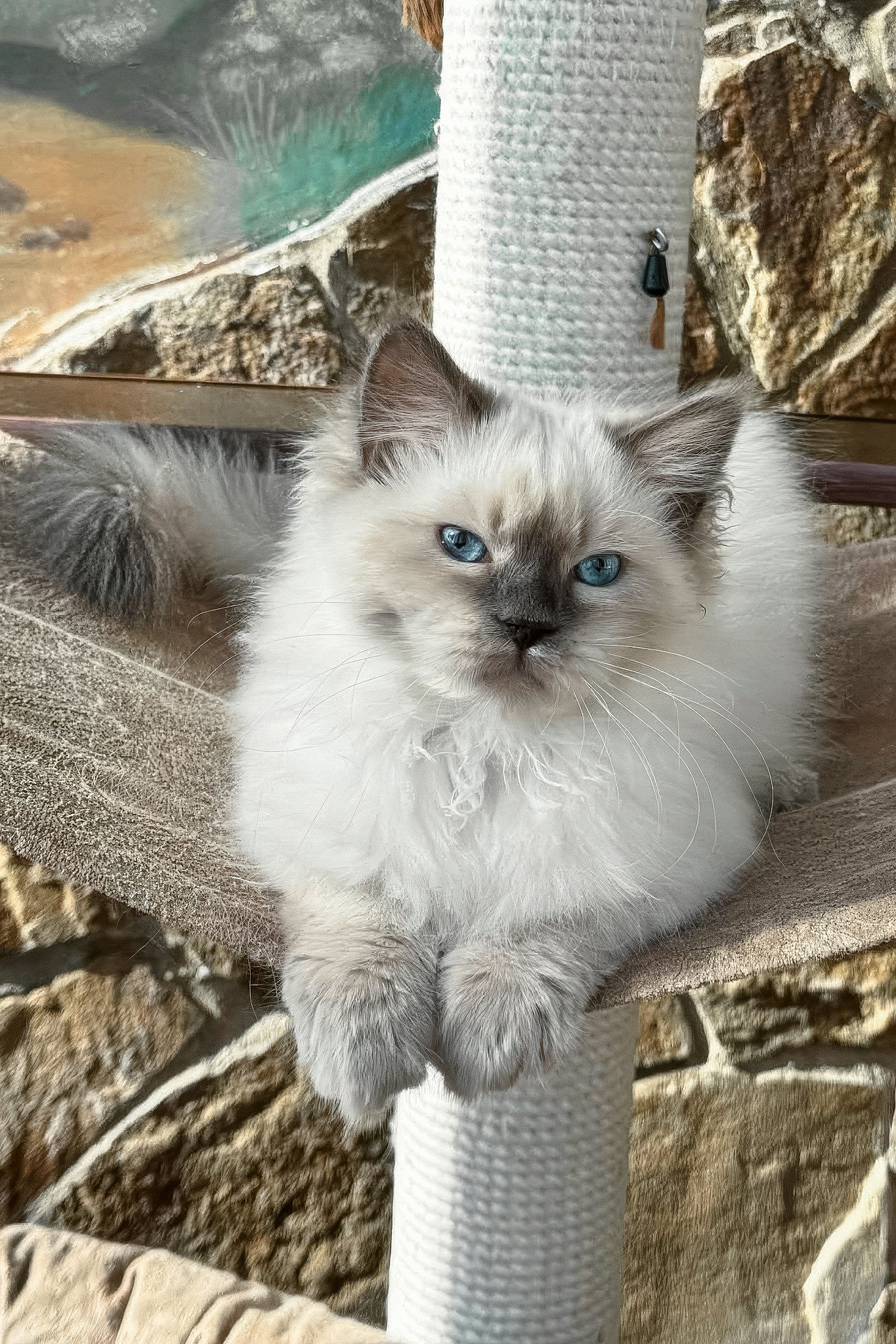 Levushka | Siberian Kitten - Image 7
