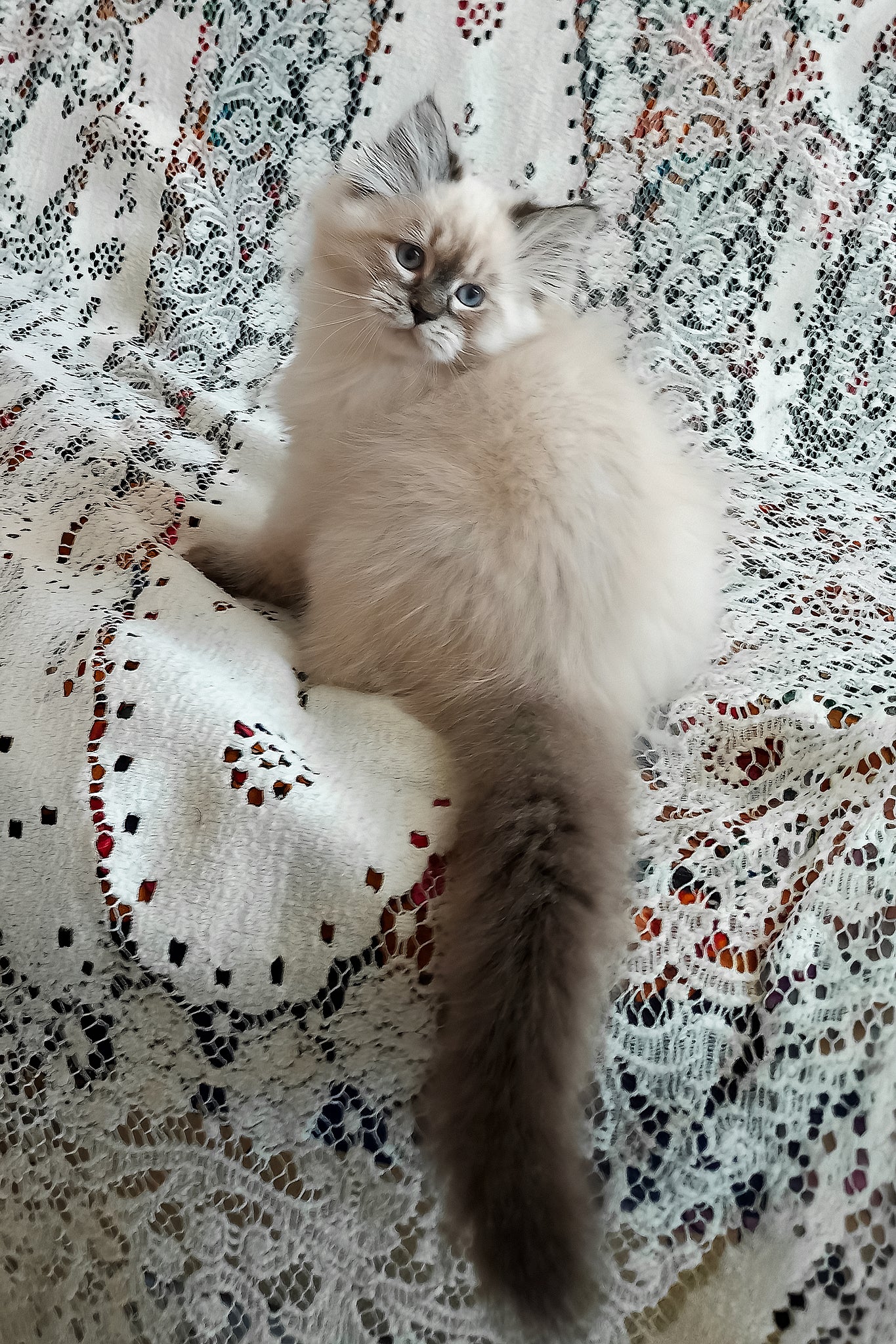 Luka | Siberian Kitten - Image 5