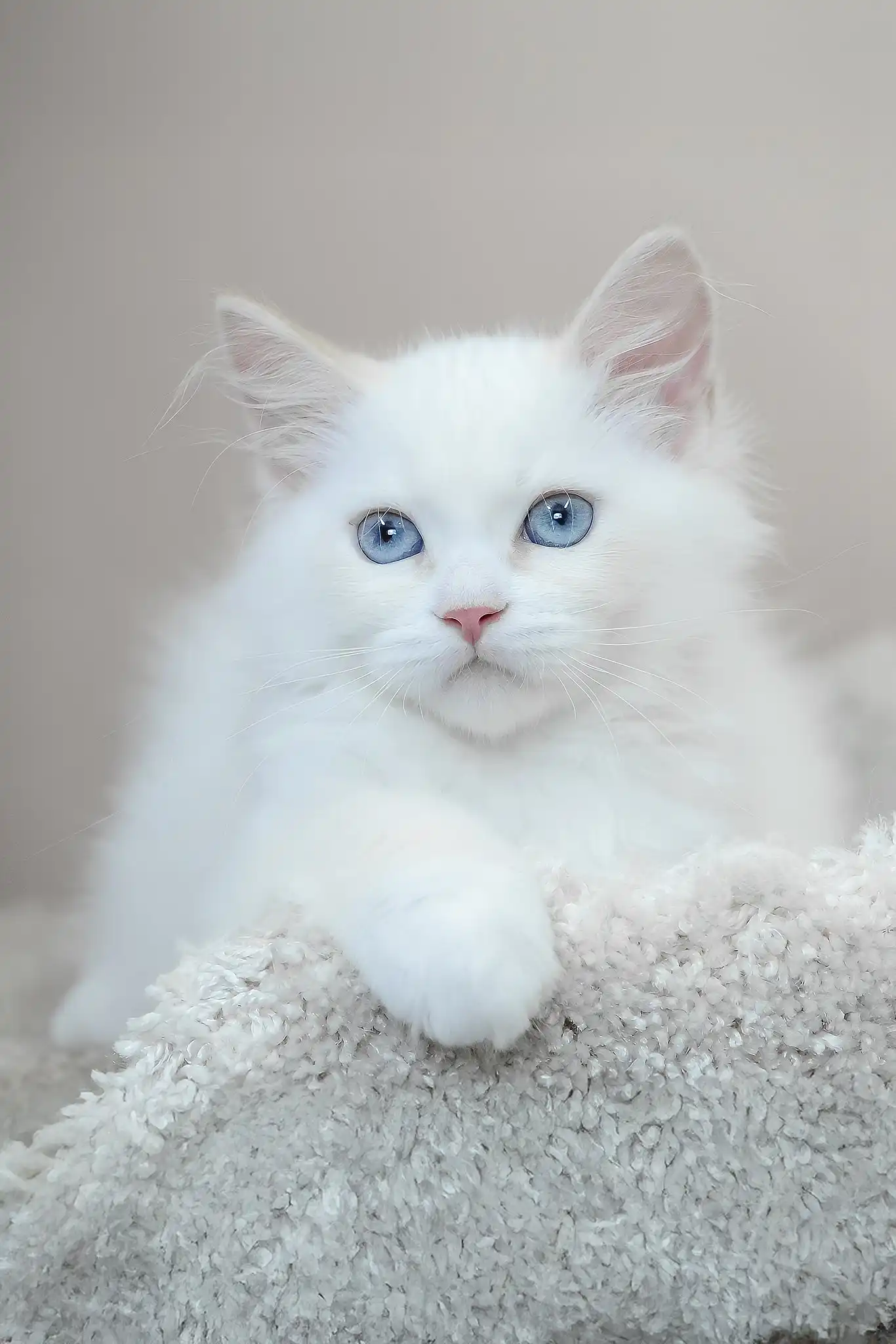 Marshal | Siberian Kitten - Image 3