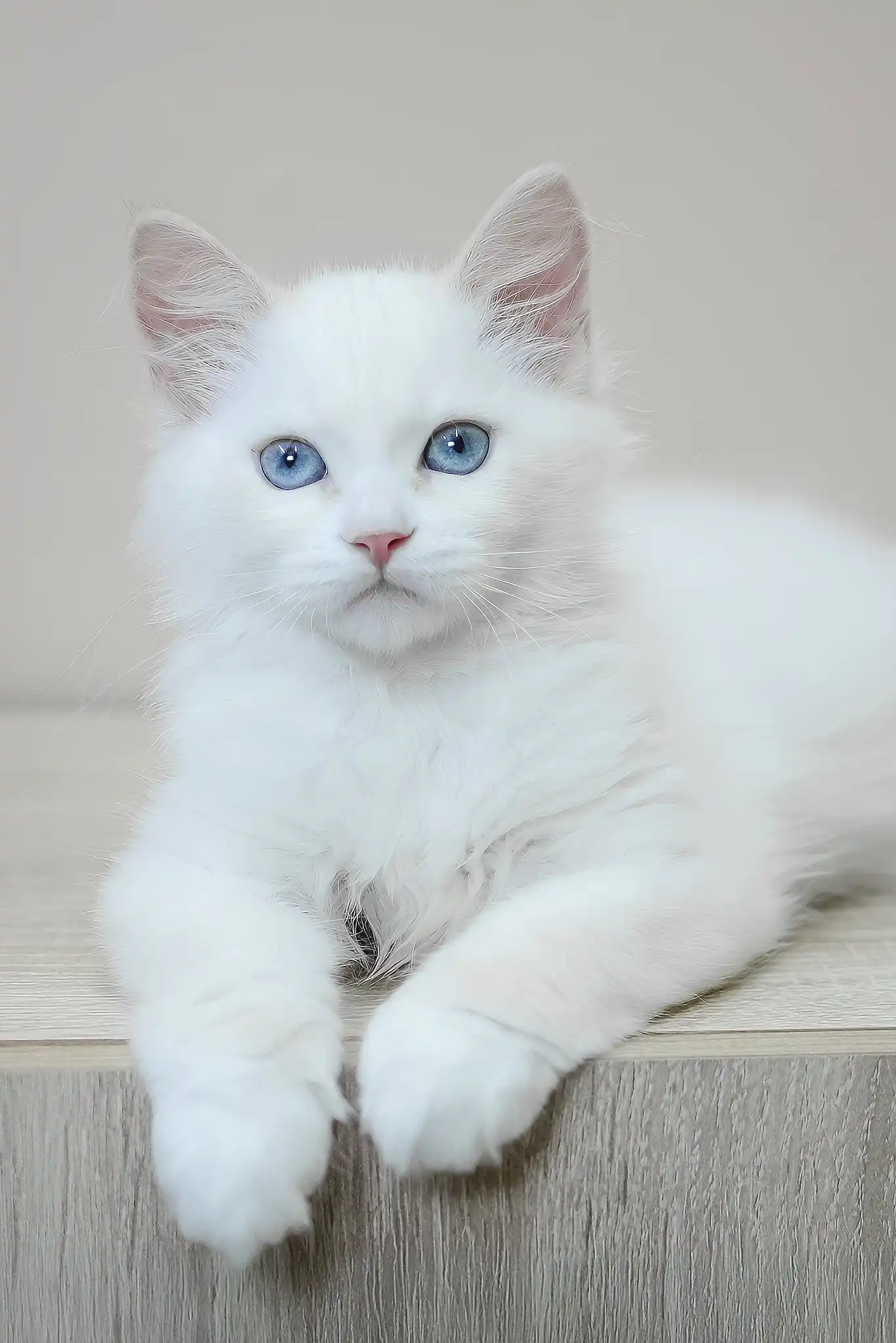 Marshal | Siberian Kitten - Image 6