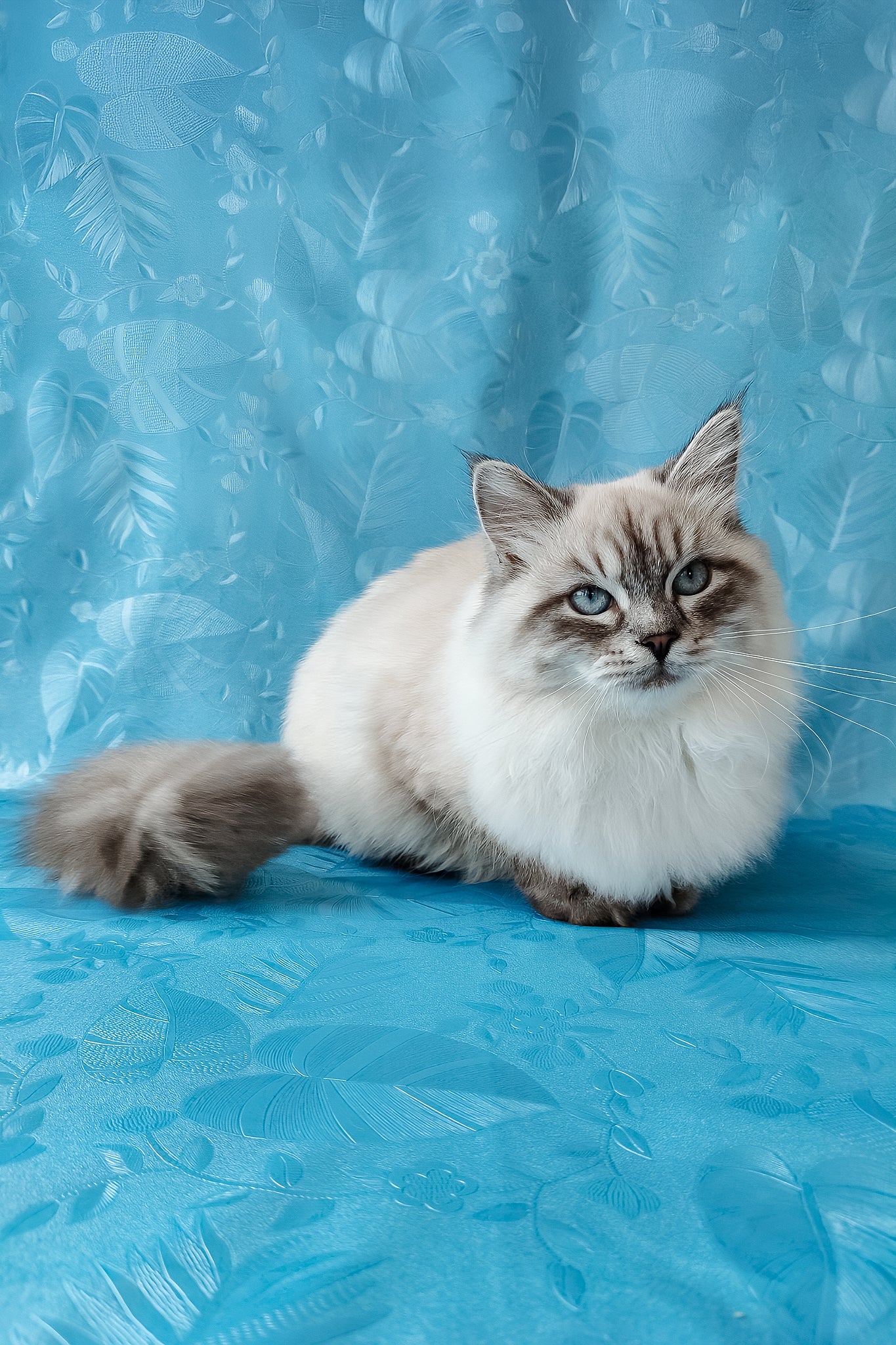 Natan | Siberian Kitten - Image 6