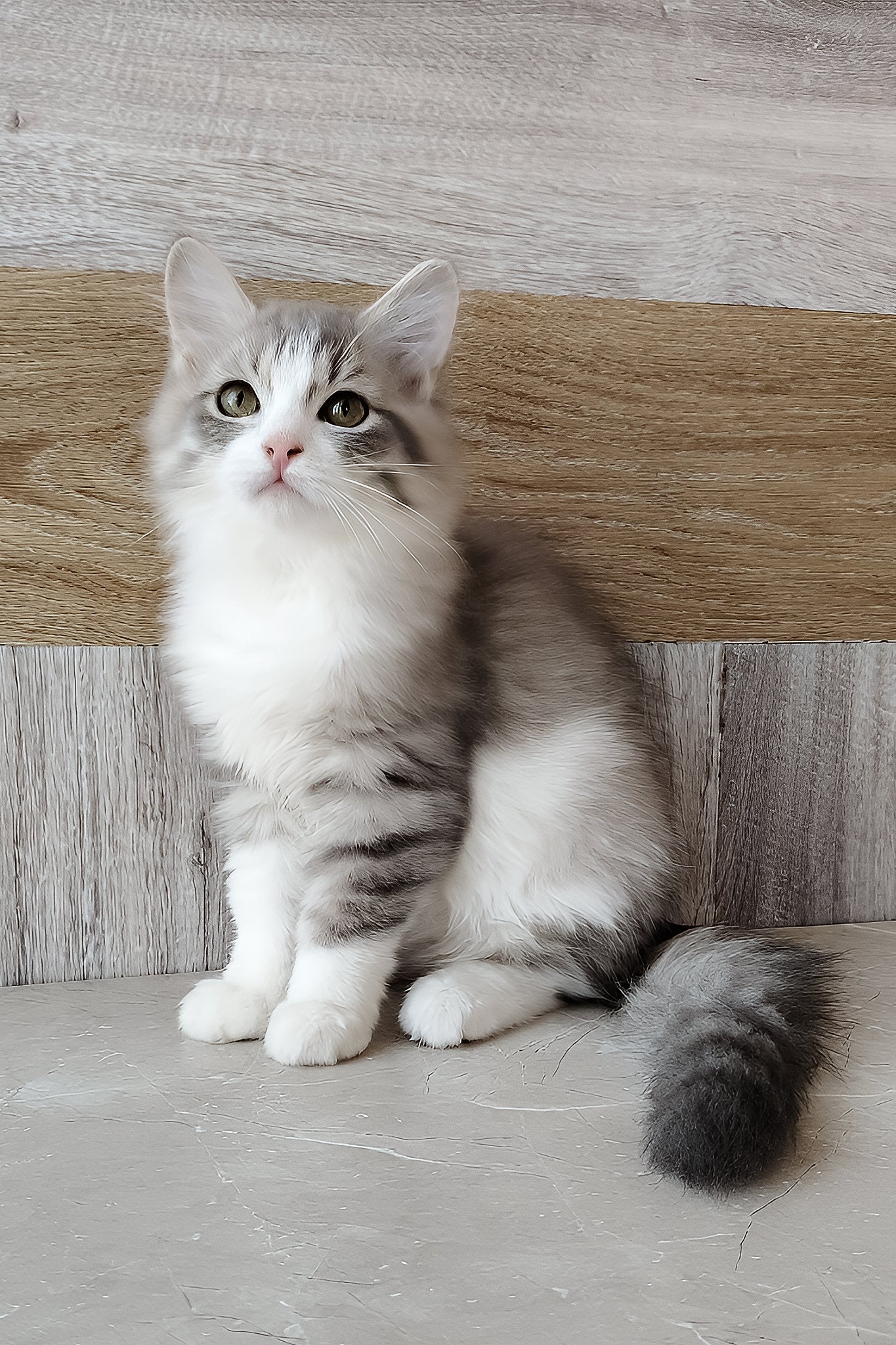 Nazar | Siberian Kitten - Image 4