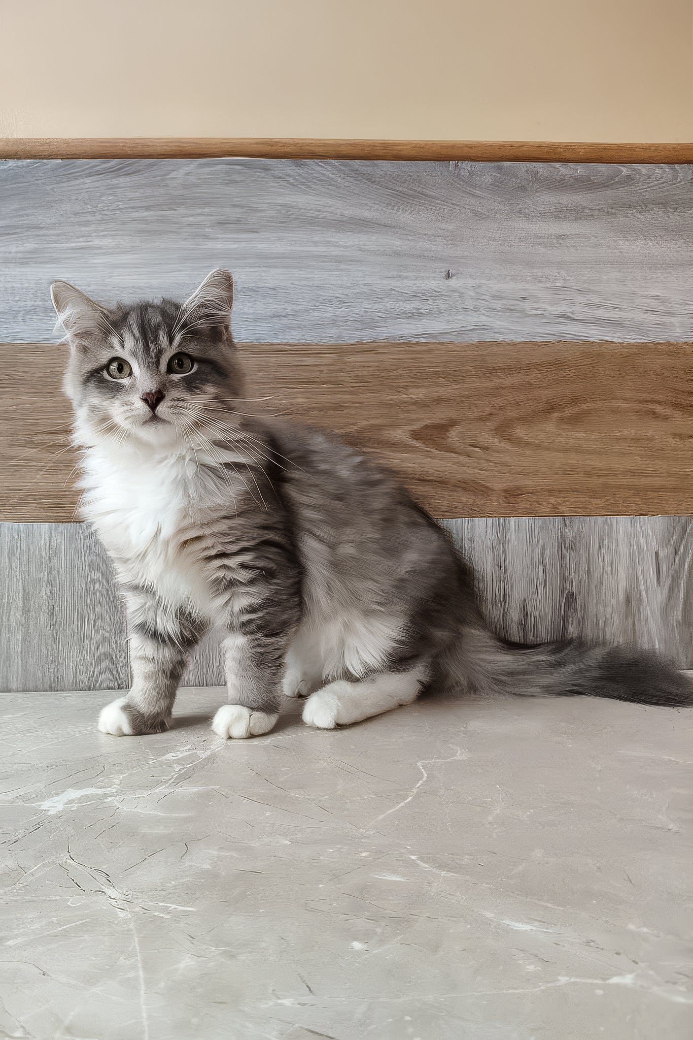Nick | Siberian Kitten - Image 7