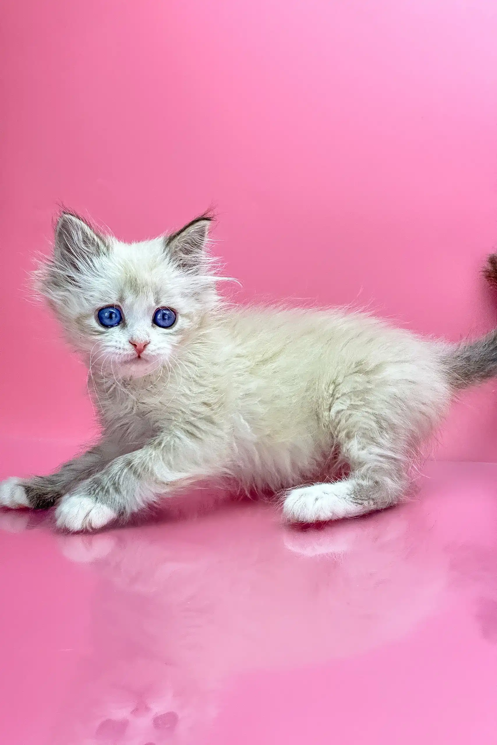 Nordic | Siberian Kitten - Image 2