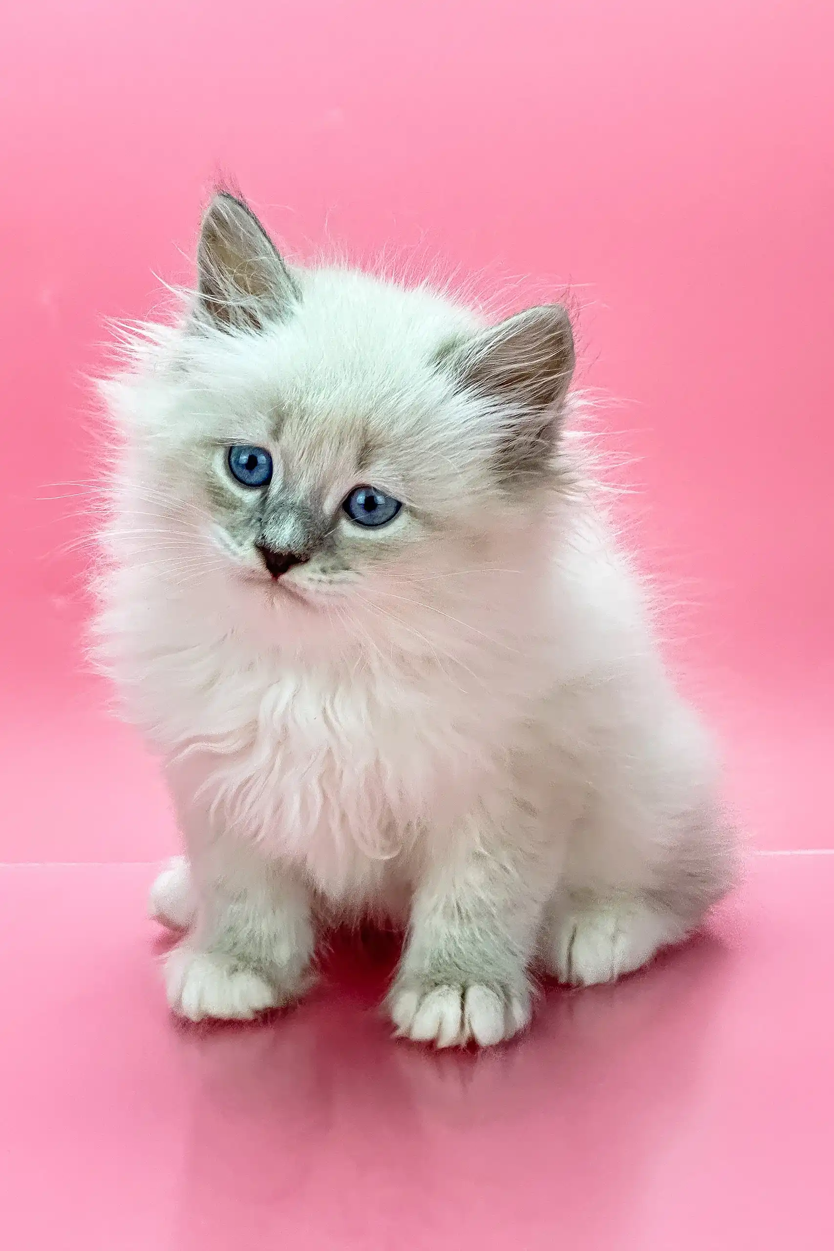 Obi-Wan | Siberian Kitten - Image 4