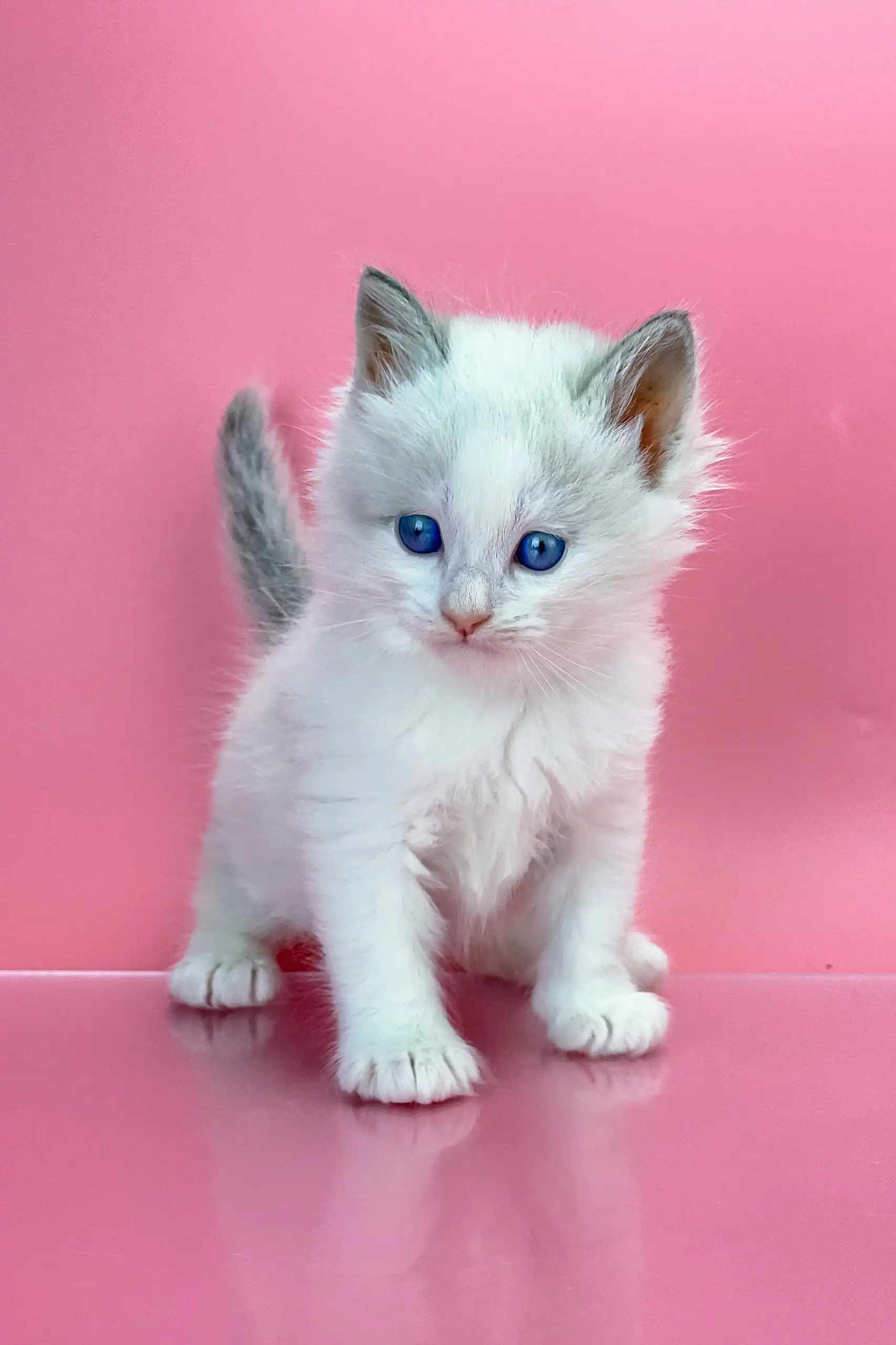 Orest | Siberian Kitten - Image 5