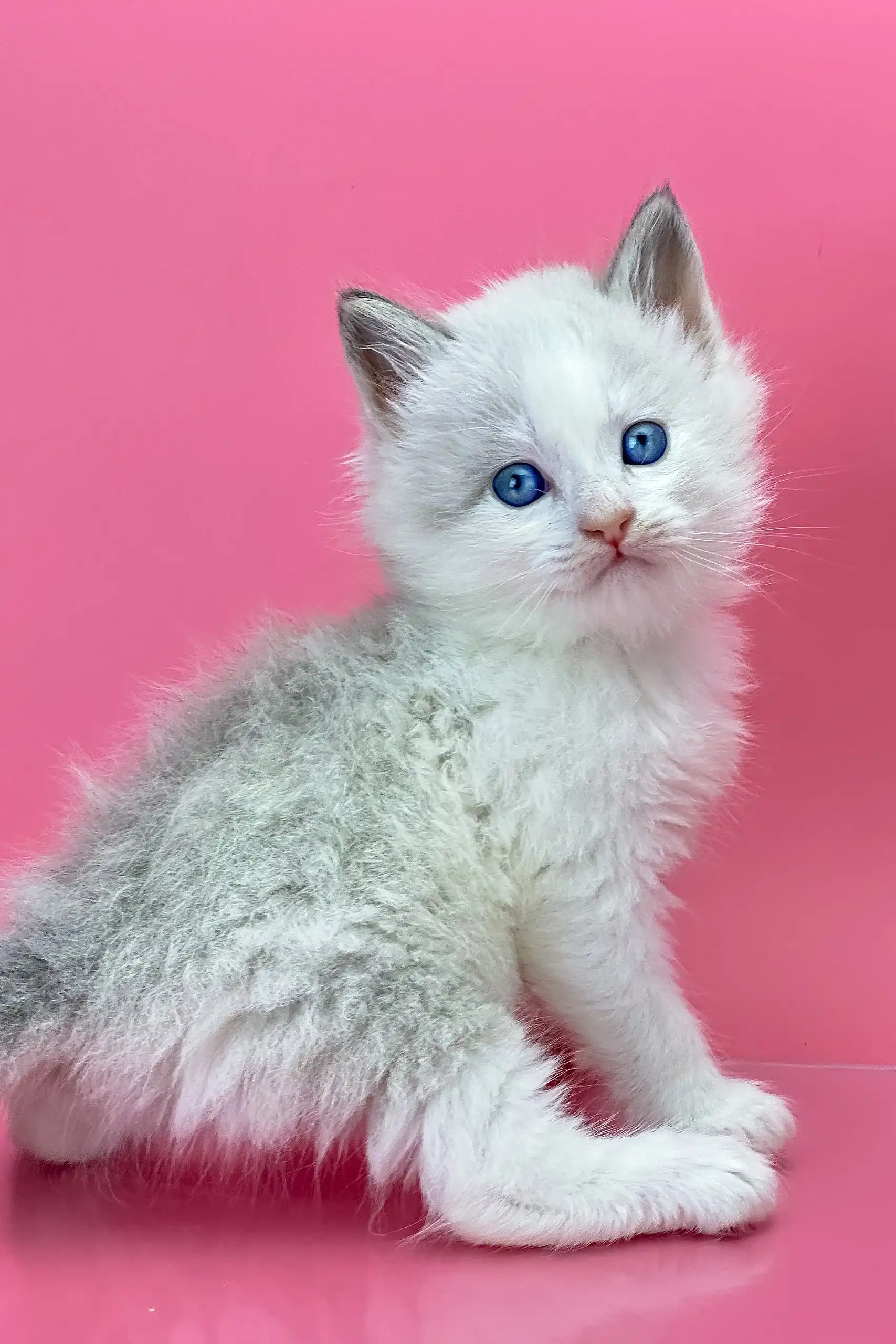 Orest | Siberian Kitten - Image 6