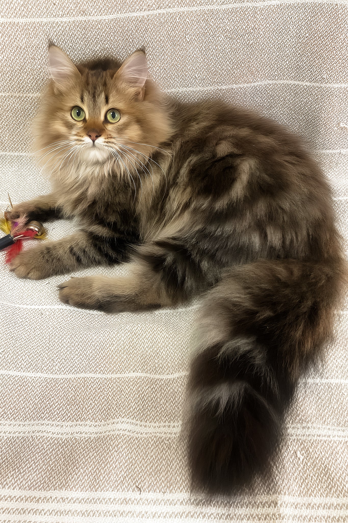 Piter | Siberian Kitten - Image 6