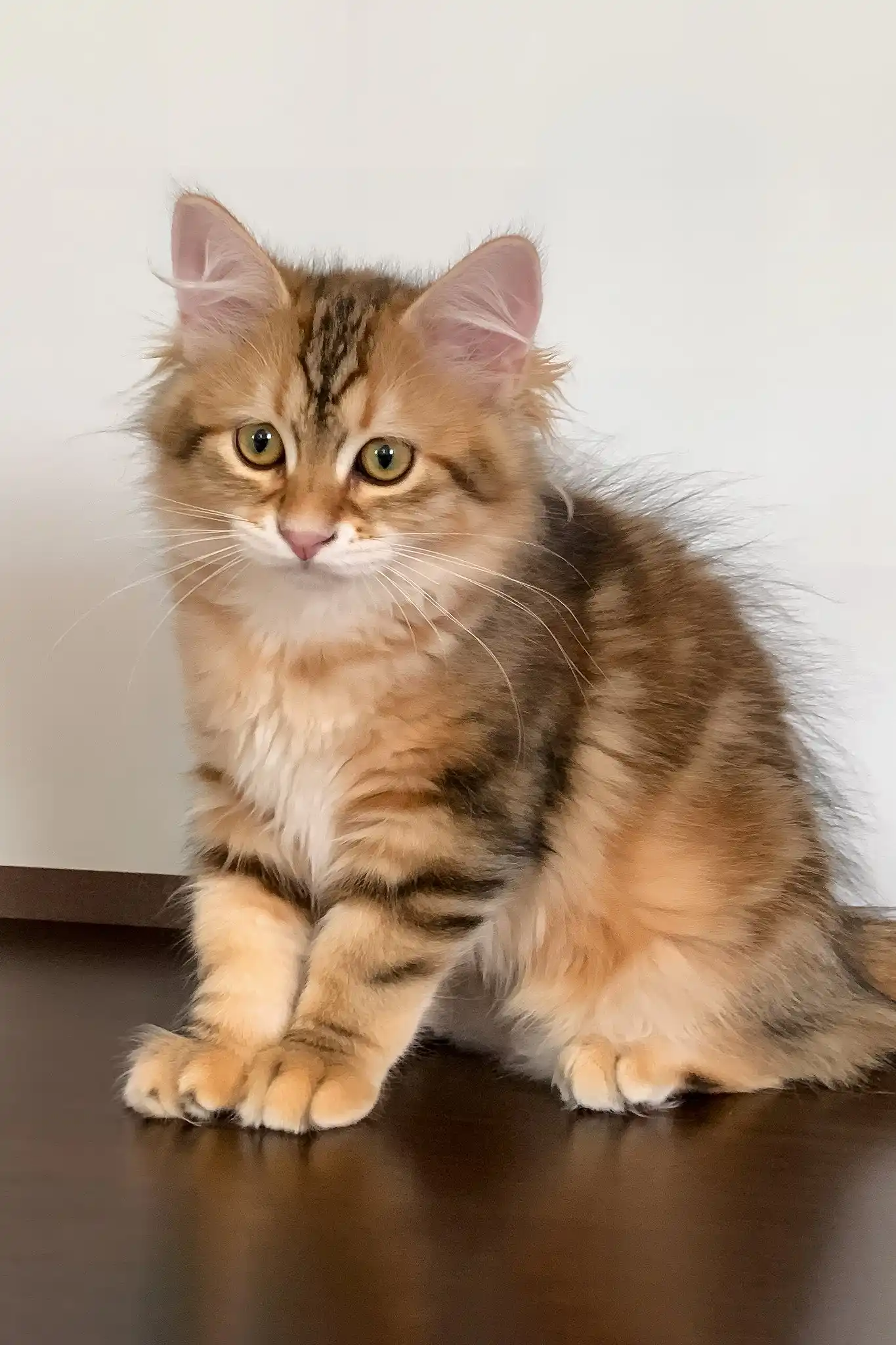 Quince | Siberian Kitten - Image 8