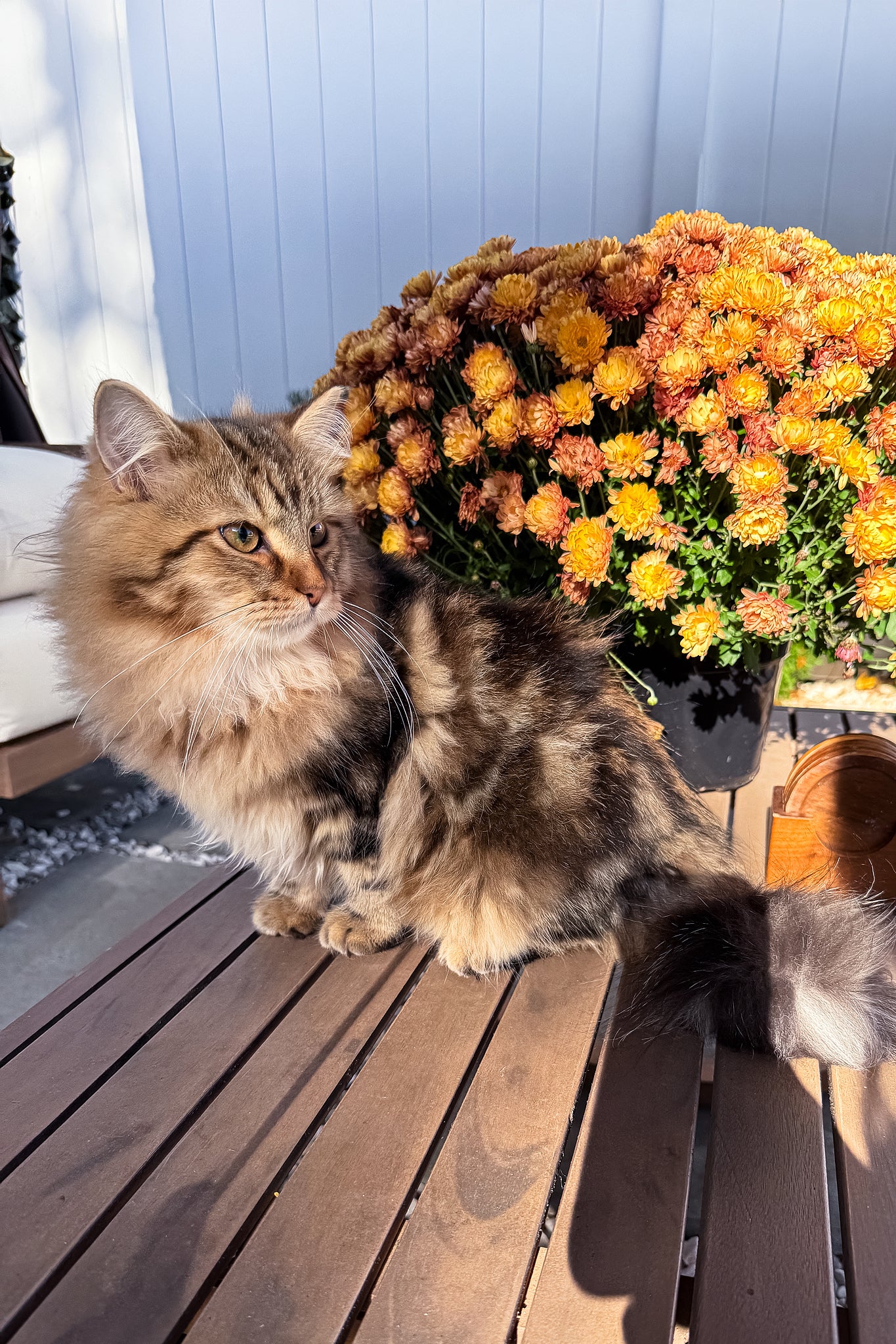 Ralf | Siberian Kitten - Image 3