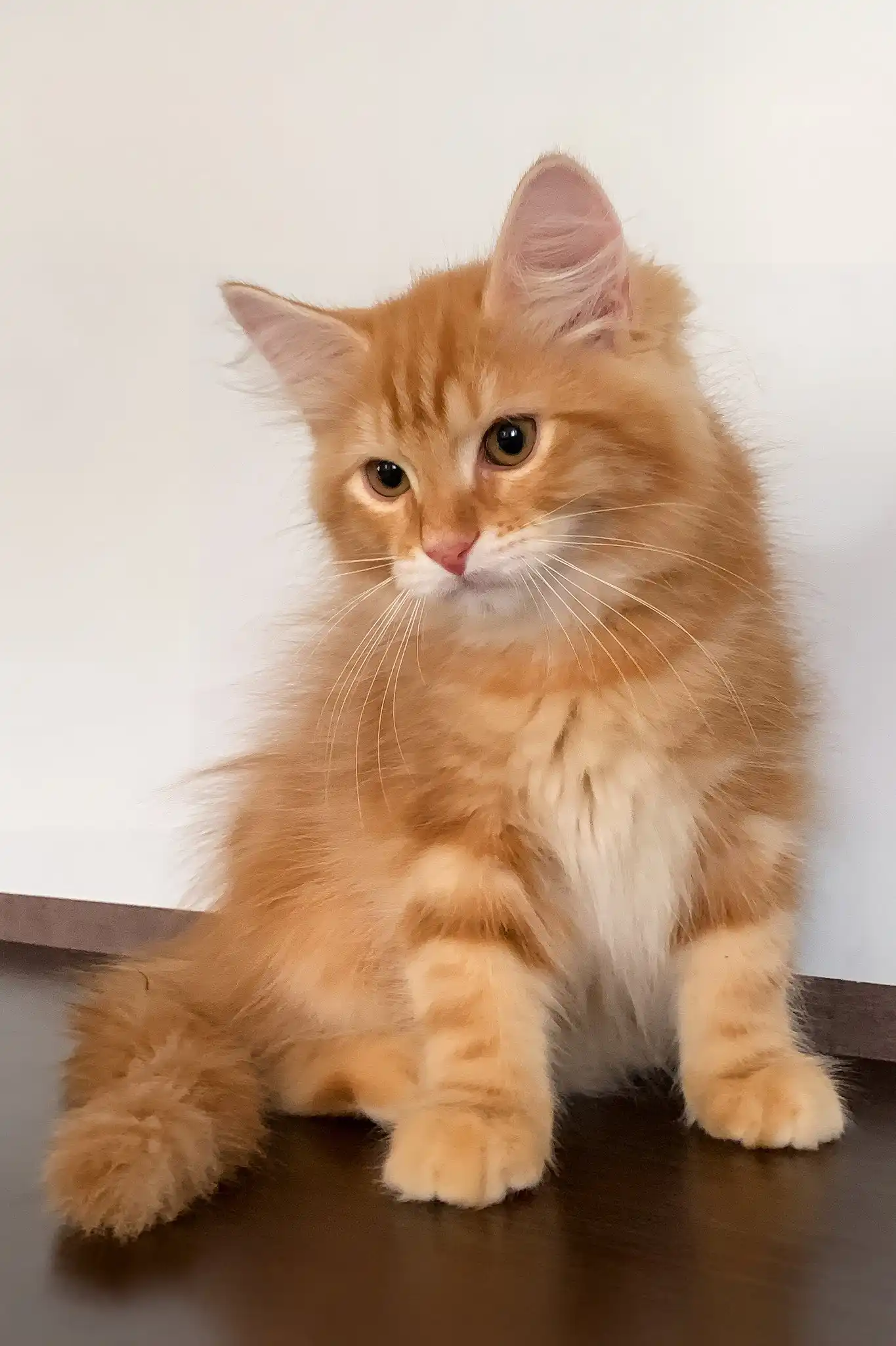 Robert | Siberian Kitten - Image 4