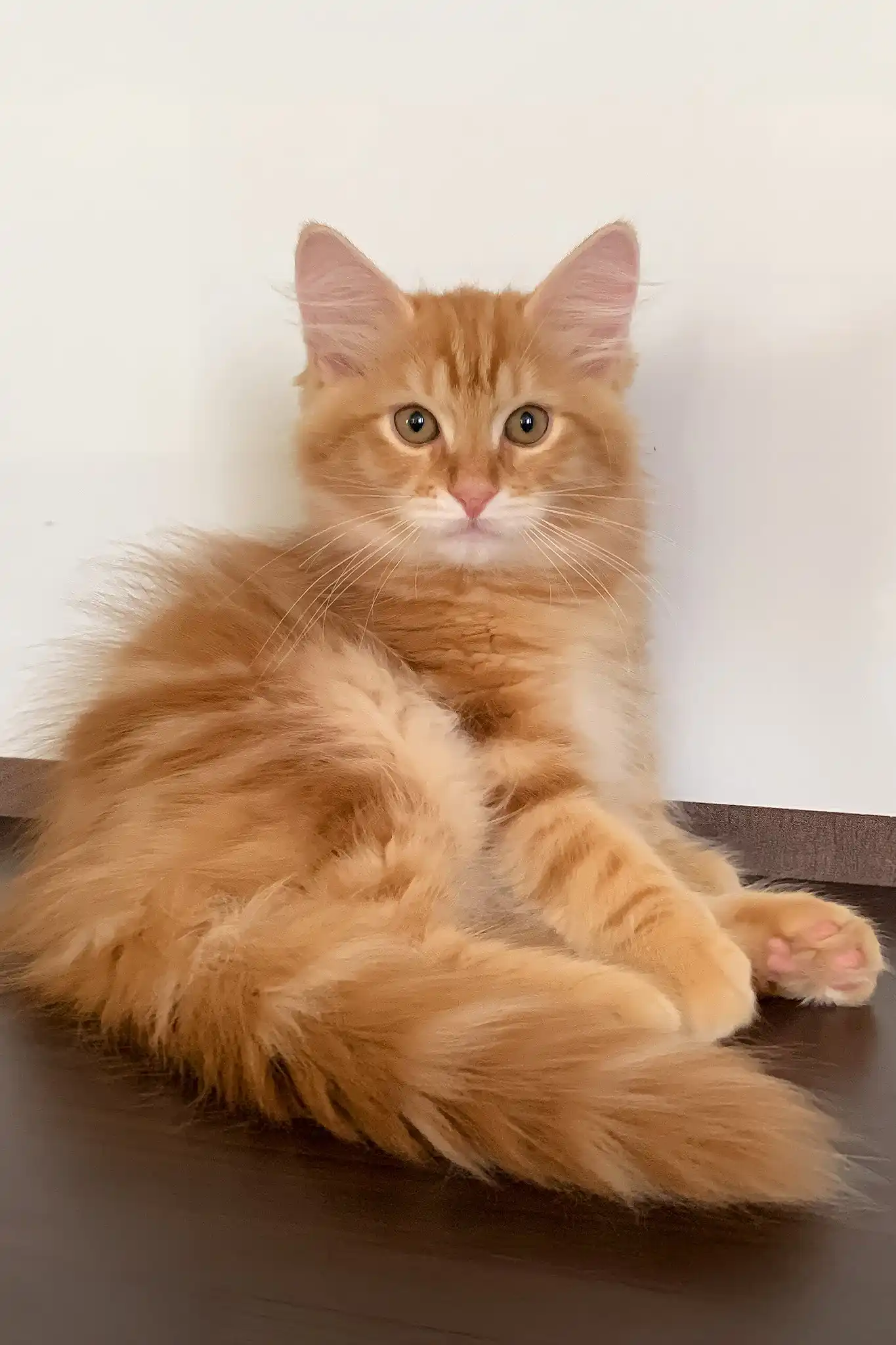 Robert | Siberian Kitten - Image 8