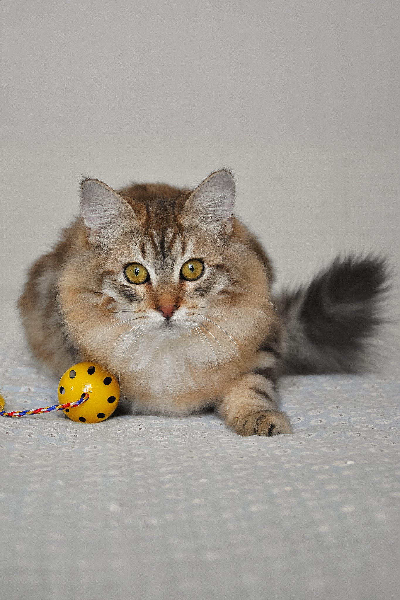 Samson | Siberian Kitten - Image 7