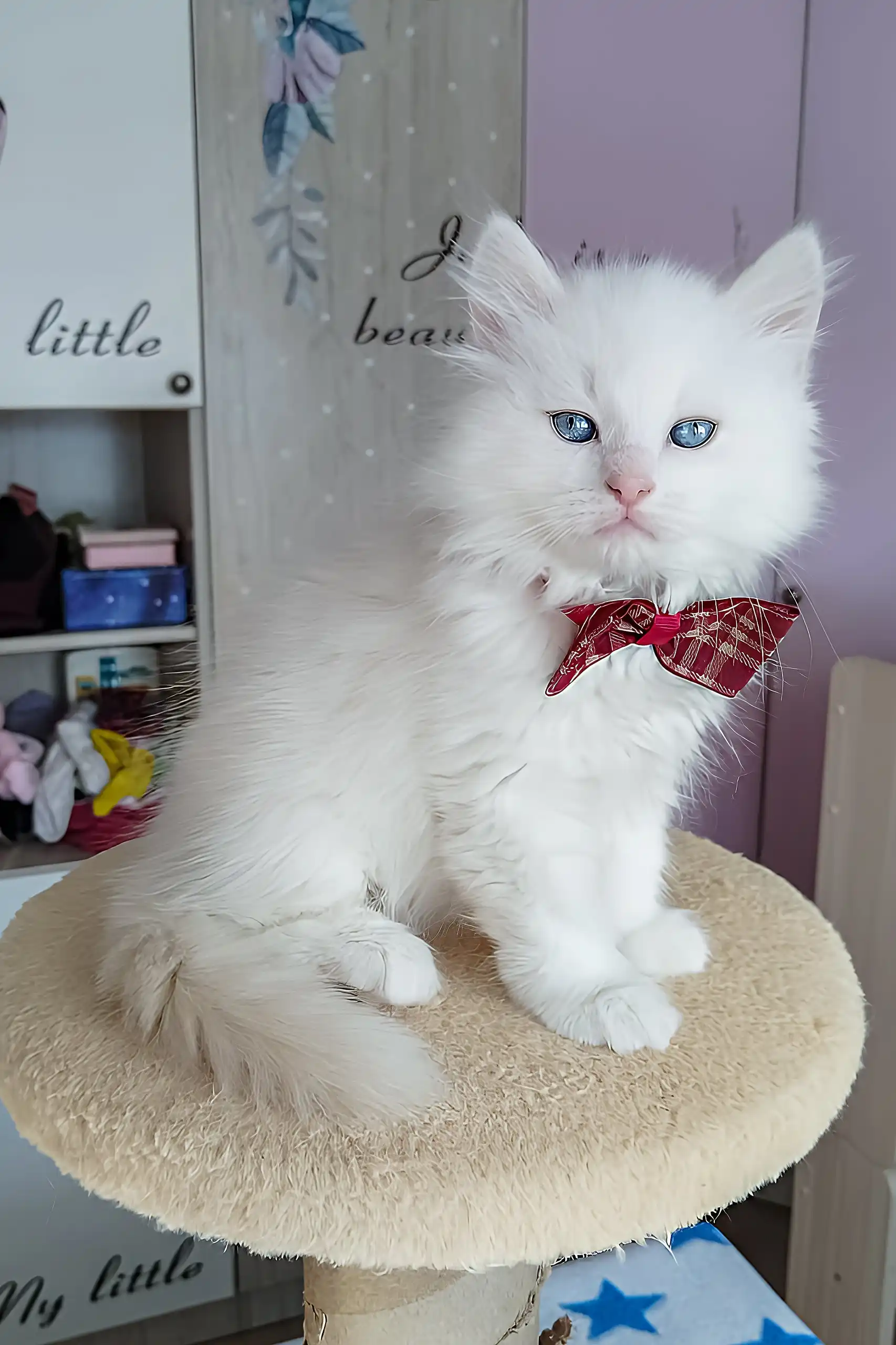 Sandal | Siberian Kitten - Image 2