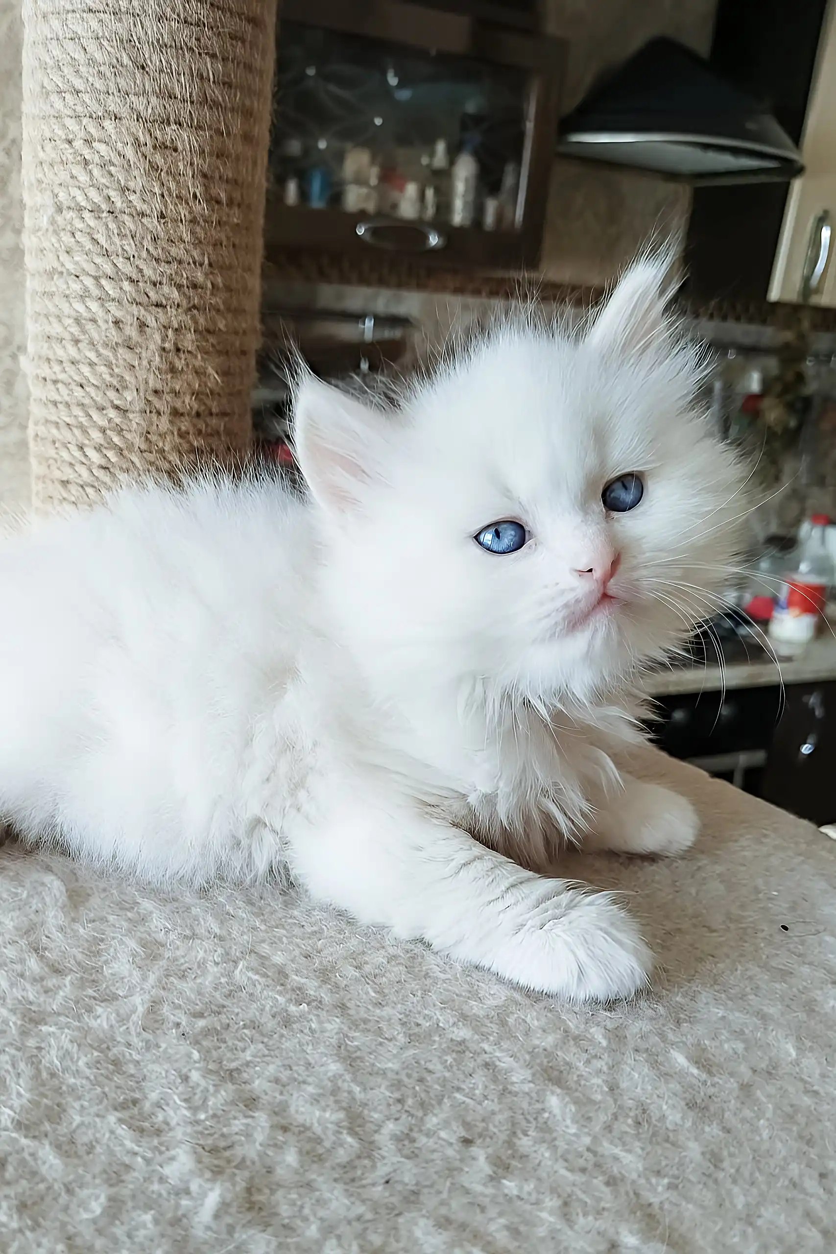 Sandal | Siberian Kitten - Image 5