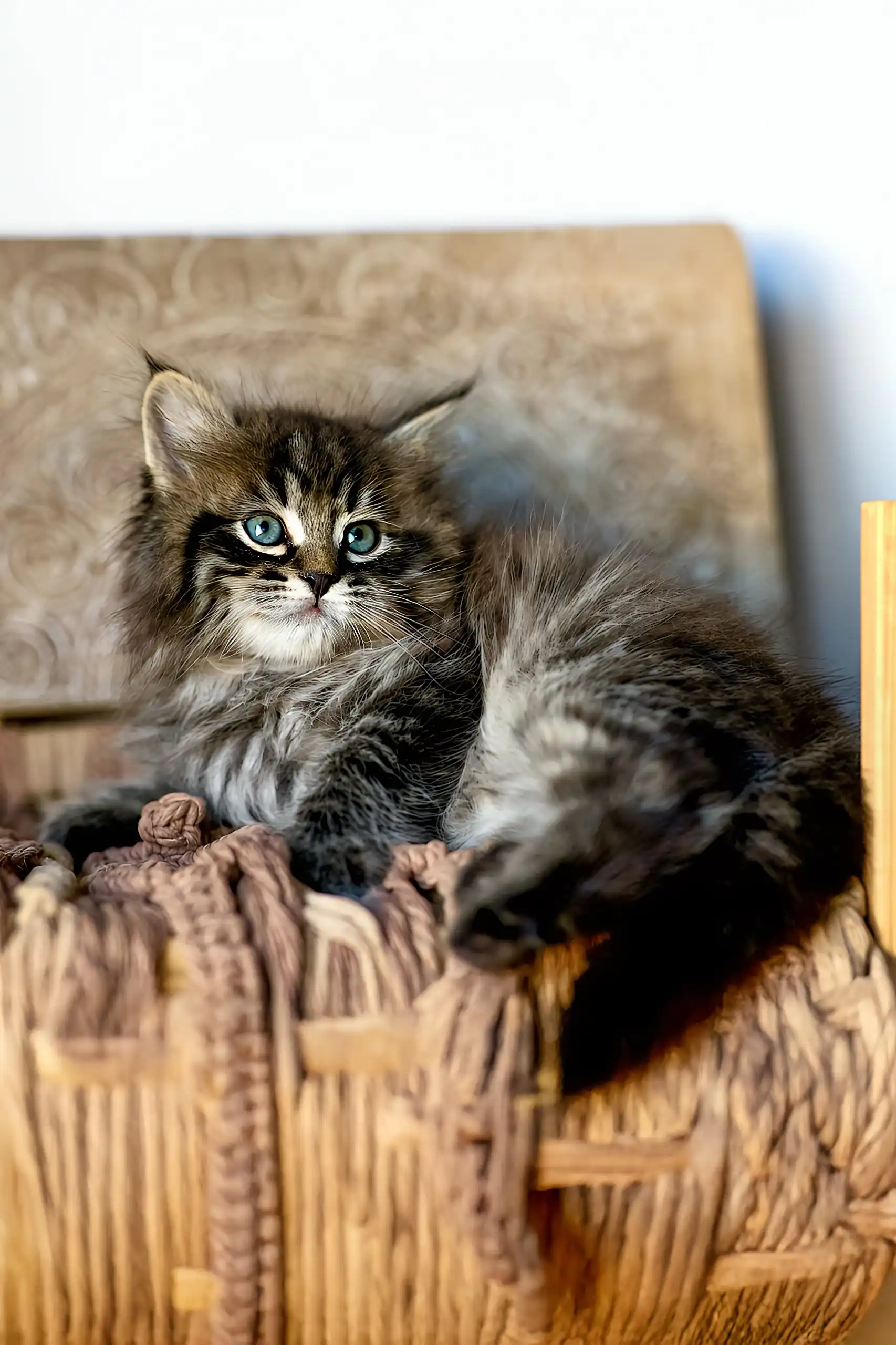 Sean | Siberian Kitten - Image 2