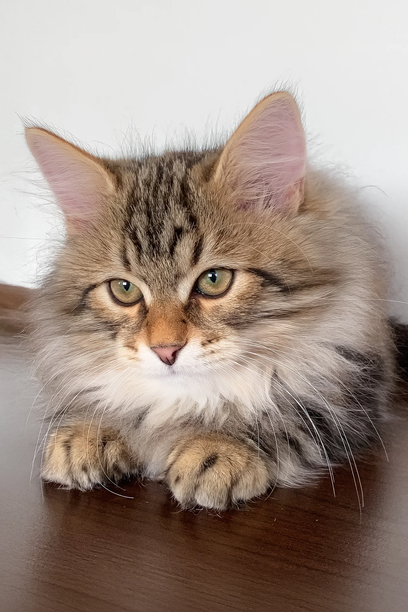 Sidney | Siberian Kitten - Image 2