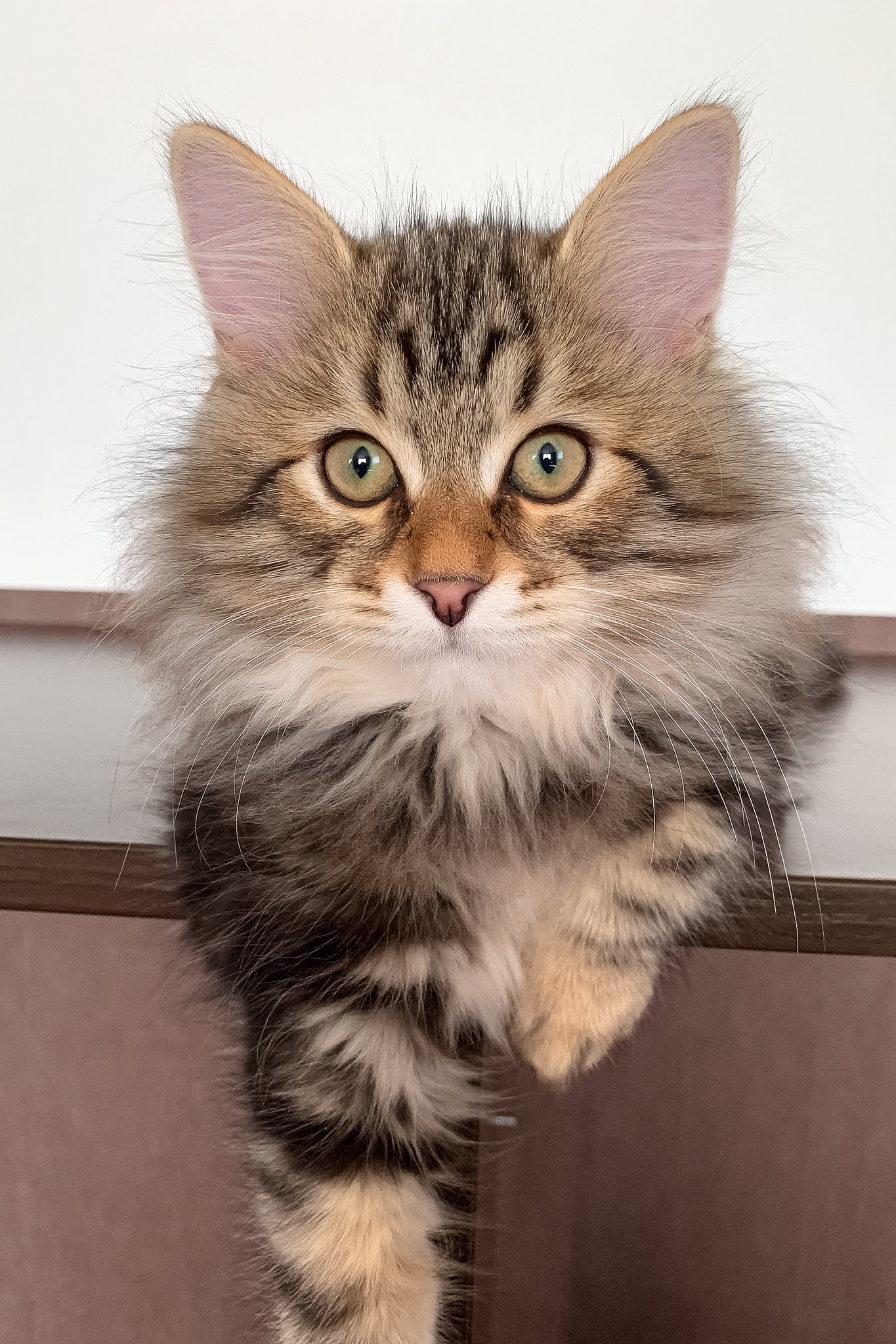 Sidney | Siberian Kitten - Image 7