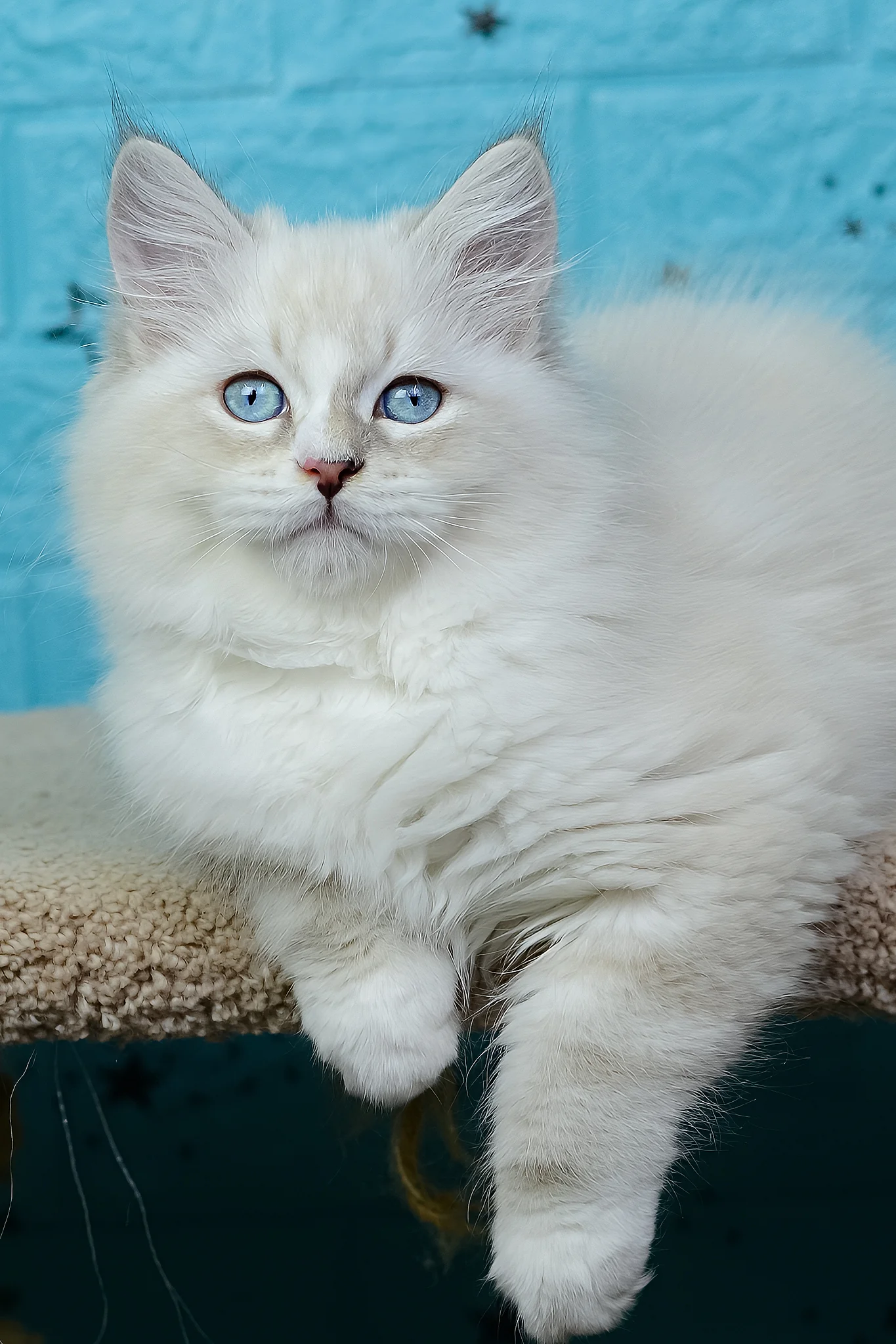 Tatosha | Siberian Kitten - Image 2