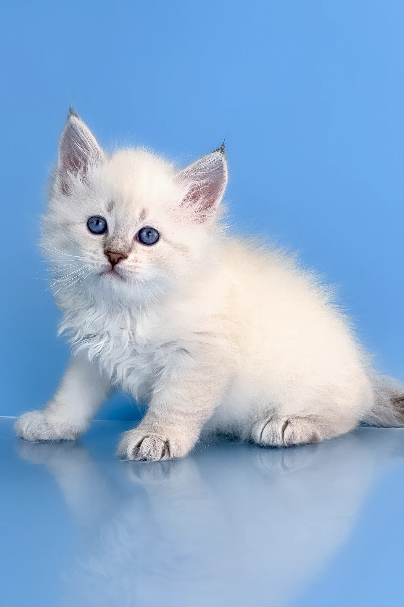 Teodor | Siberian Kitten - Image 3