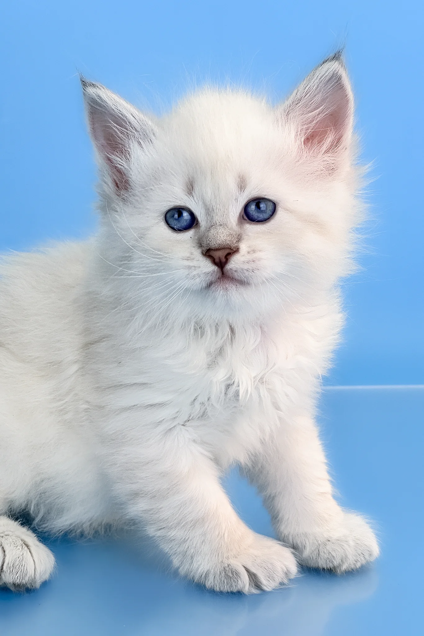 Teodor | Siberian Kitten - Image 6